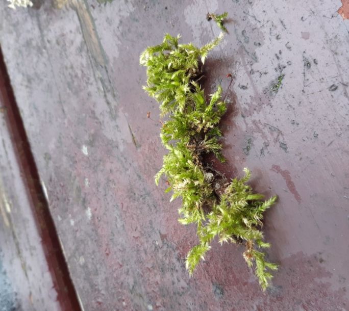 2024 02 17 Wildlife Mosses Liverworts 104540
