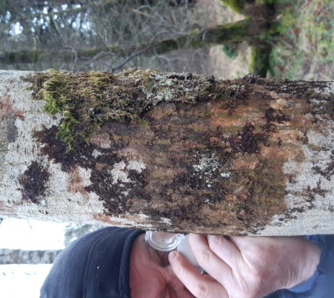 2024 02 17 Wildlife Mosses Liverworts 113025