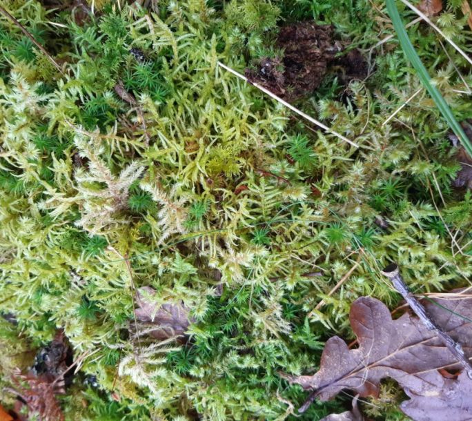 2024 02 17 Wildlife Mosses Liverworts 121015