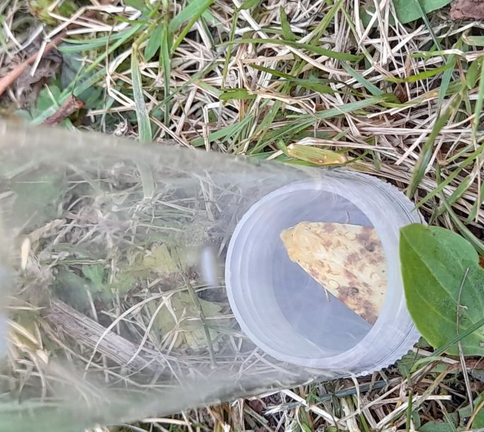 2024 08 31 Wildlife Moth Event 111632