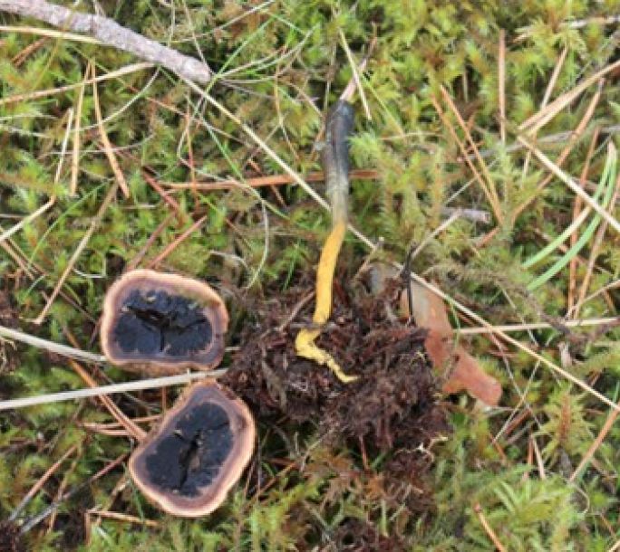 2024 09 14 Fungal Foray snake tongued truffle club