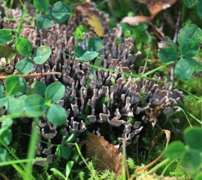 2024 09 14 Fungal Foray stinking earthfan