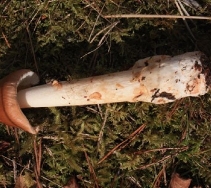 2024 09 14 Fungal Foray tawny grissette
