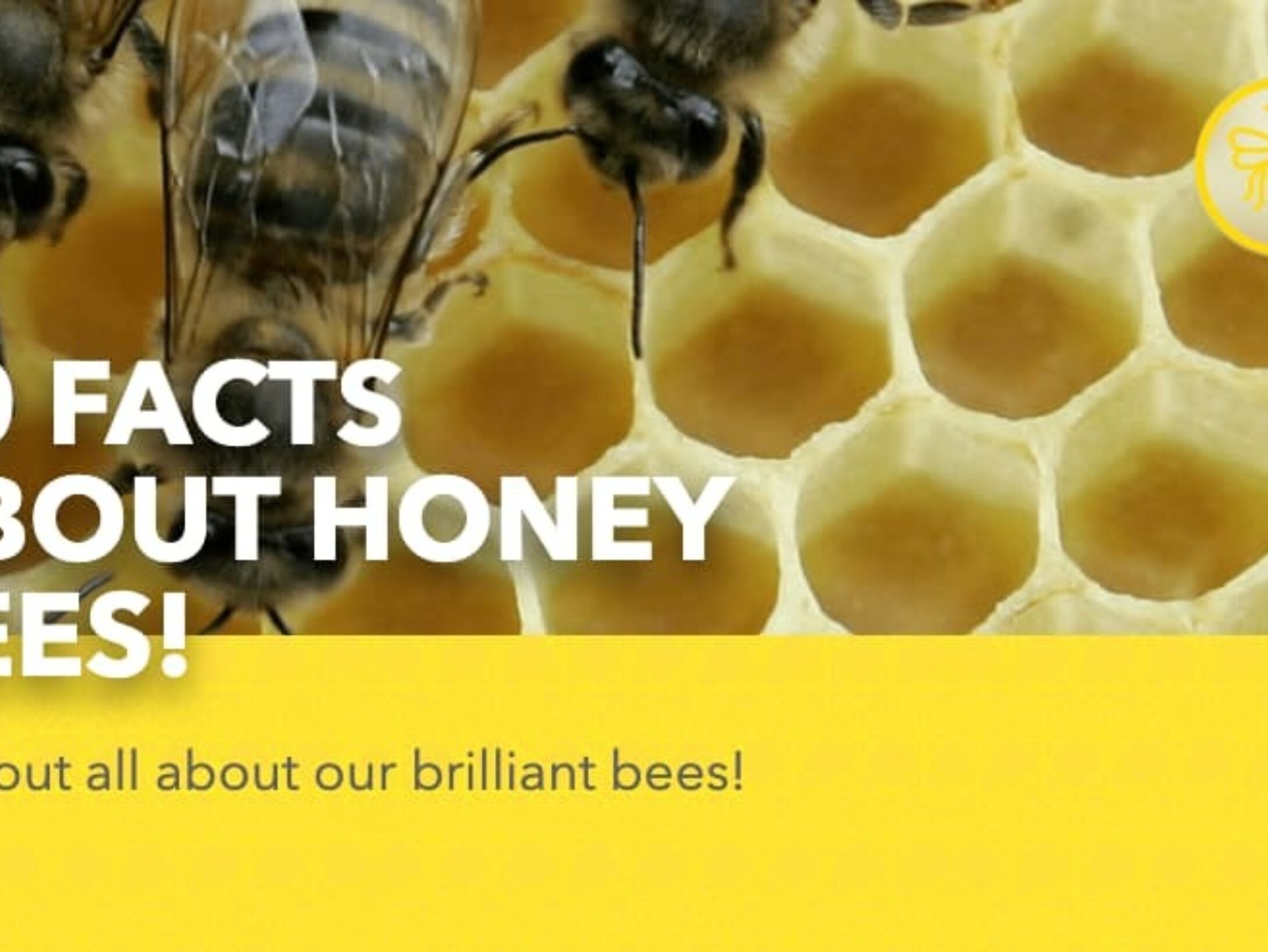 10-facts-about-honey-bees-r1-96660a4a451eeef71565c43c8a828373
