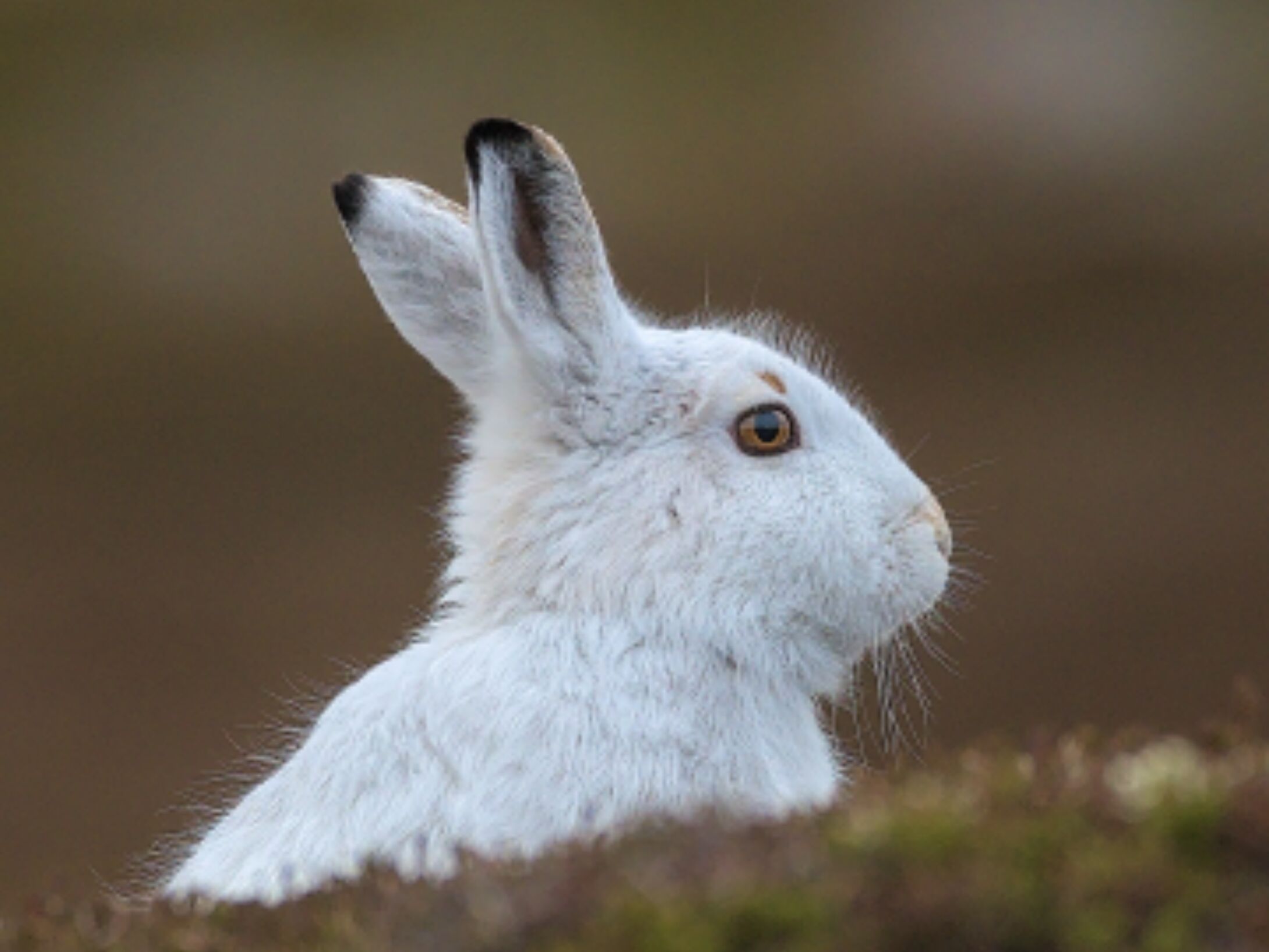mountainhare1-298419f000418a3b505aa82297ff0977