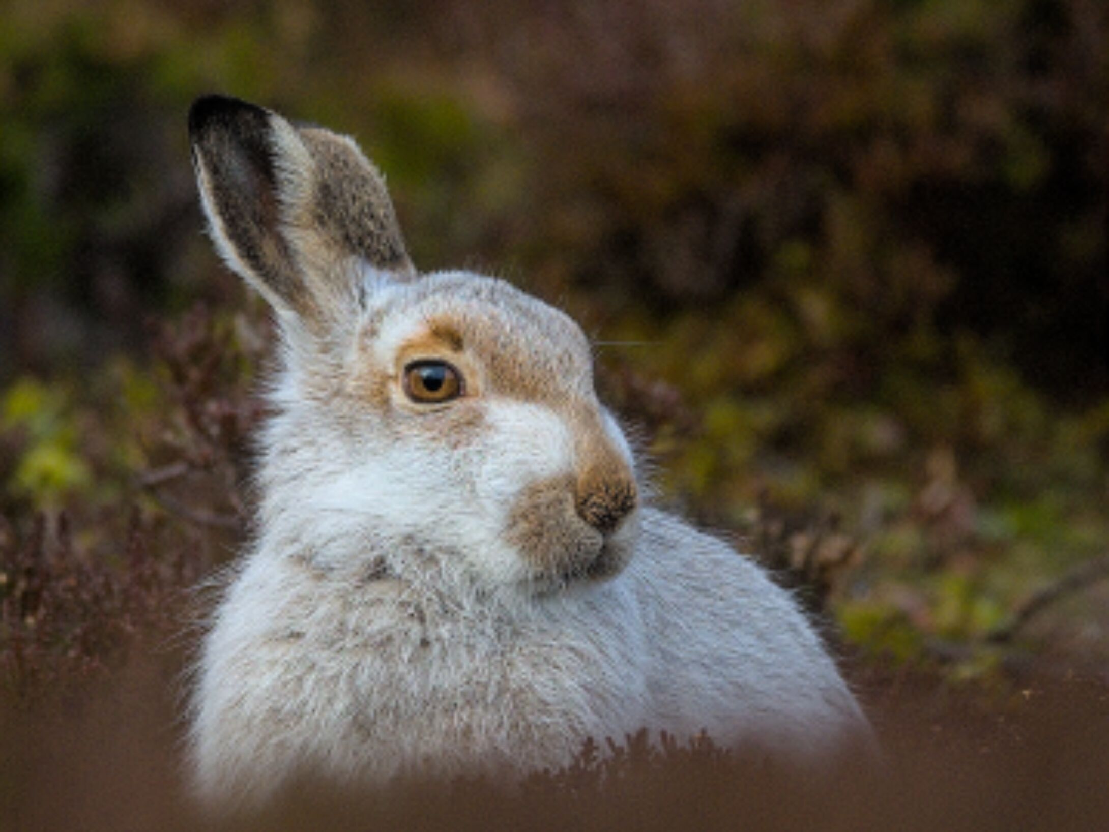mountainhare2-9728792f1e6ea8daf55991bedae28a8c