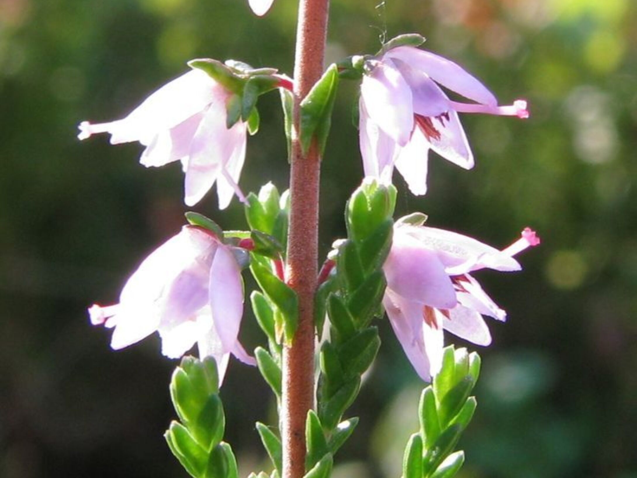736px-Calluna-vulgaris-closup-153d3bdf28805cfbfc6fe51611a171dc