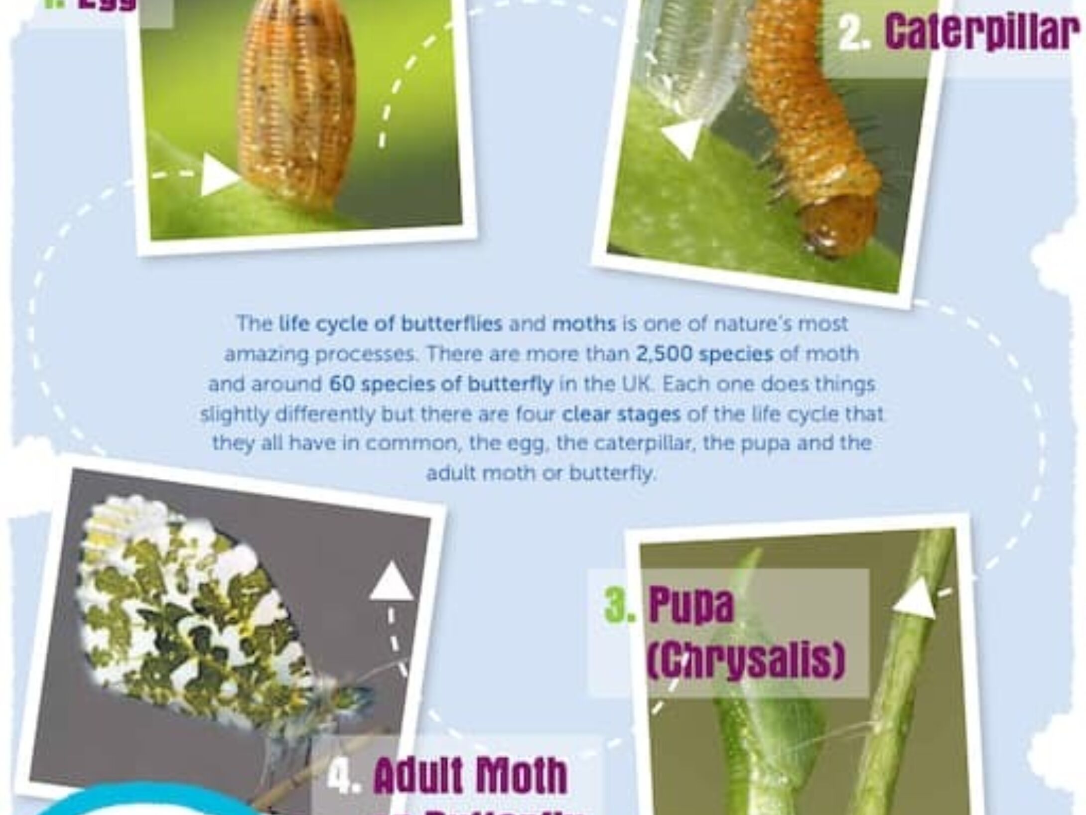 Butterfly_and_Moth_Life_Cycles1-76442003081876dee99067ba5ad48940