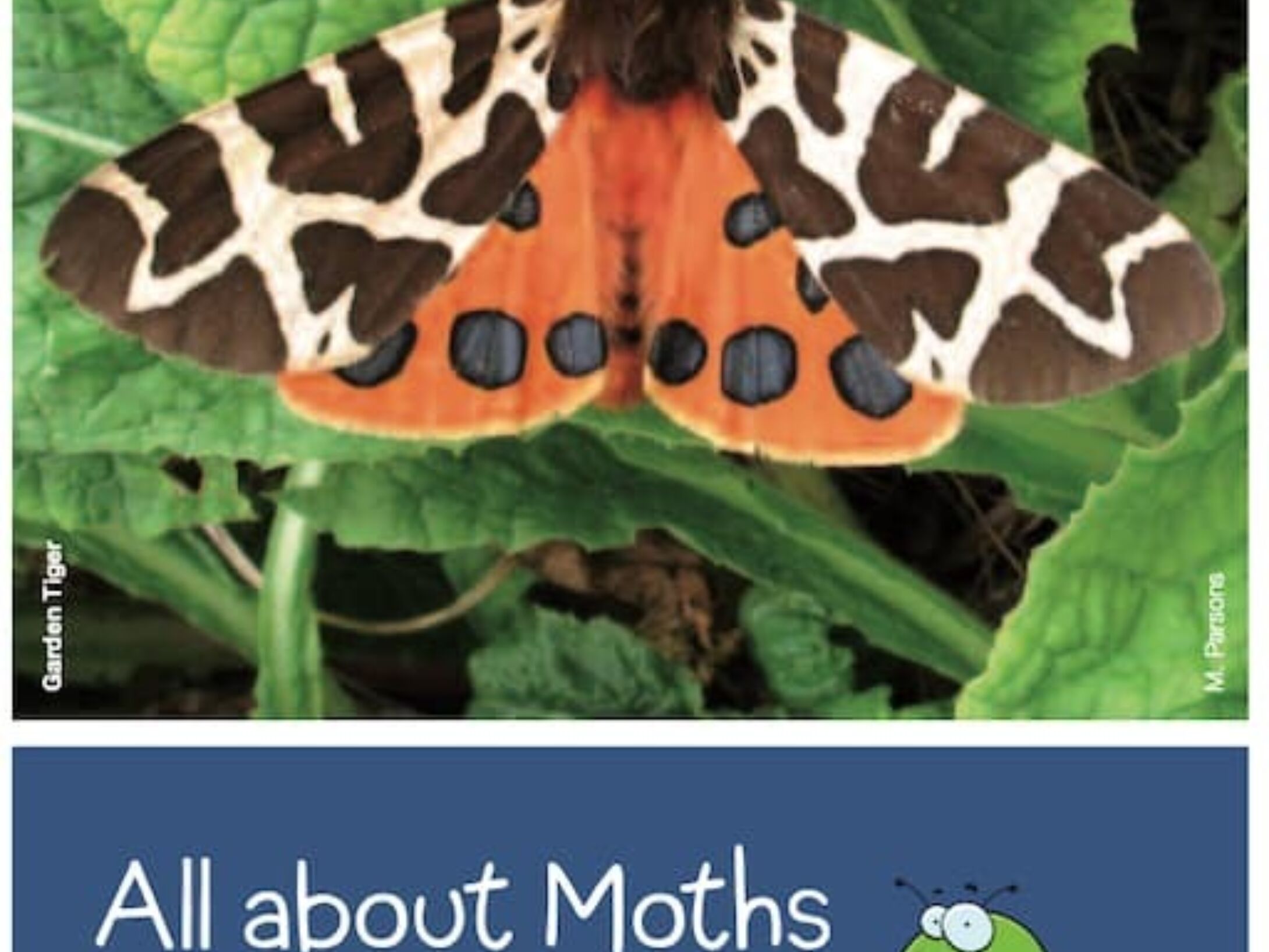 all-about-moths_young-people-leaflet-4309a741247a6492609f60055665815f