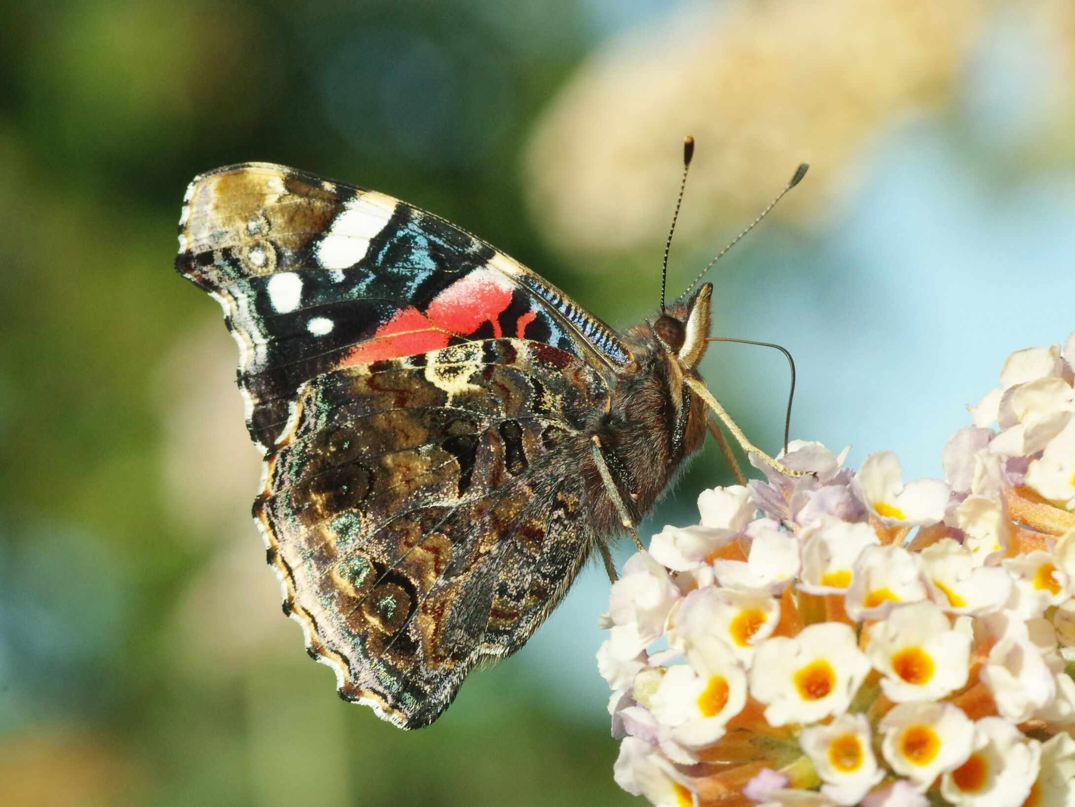 b2-red-admiral-butterfly-large-r1