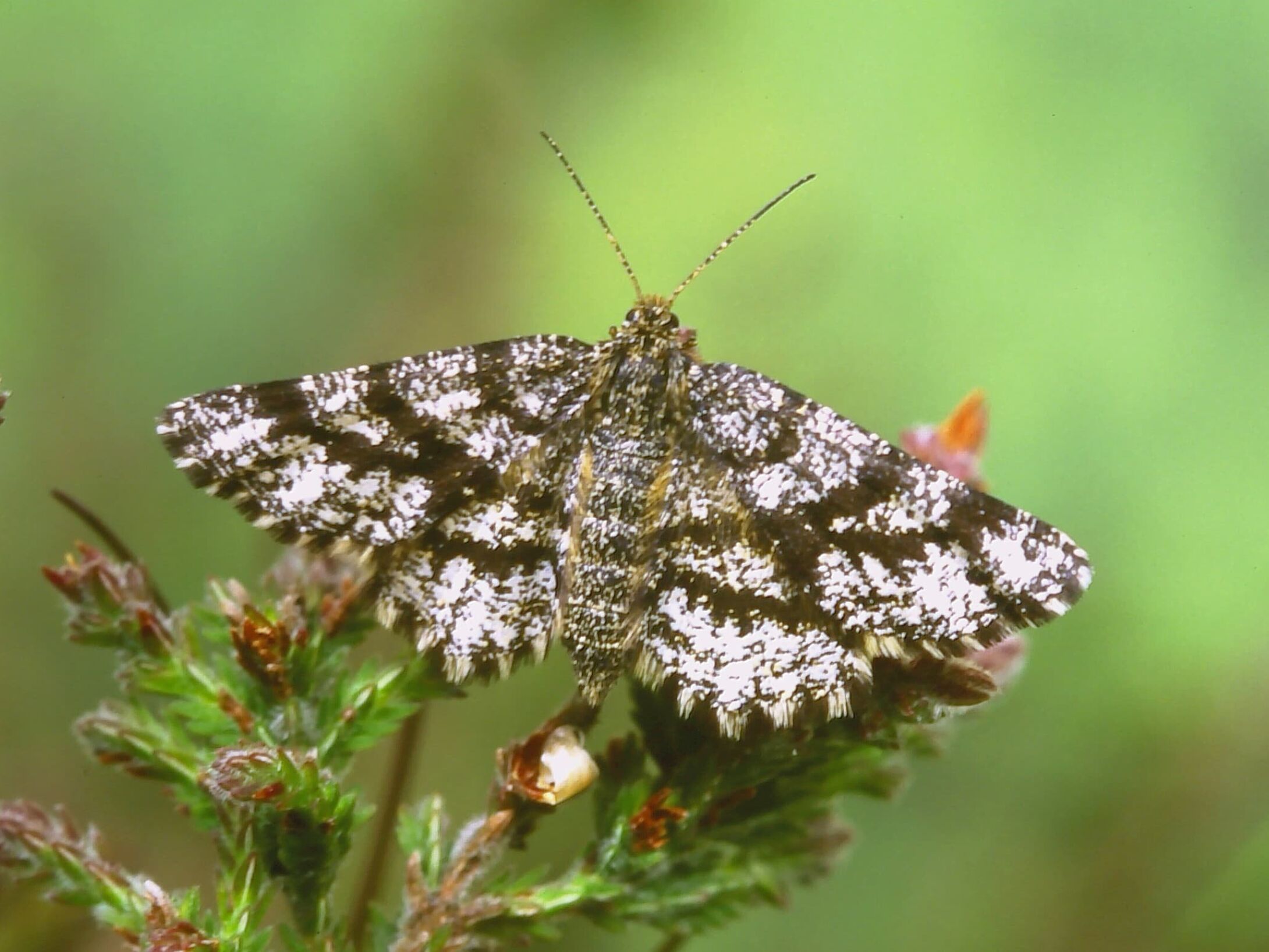 b5-common-heath-female-large-r1