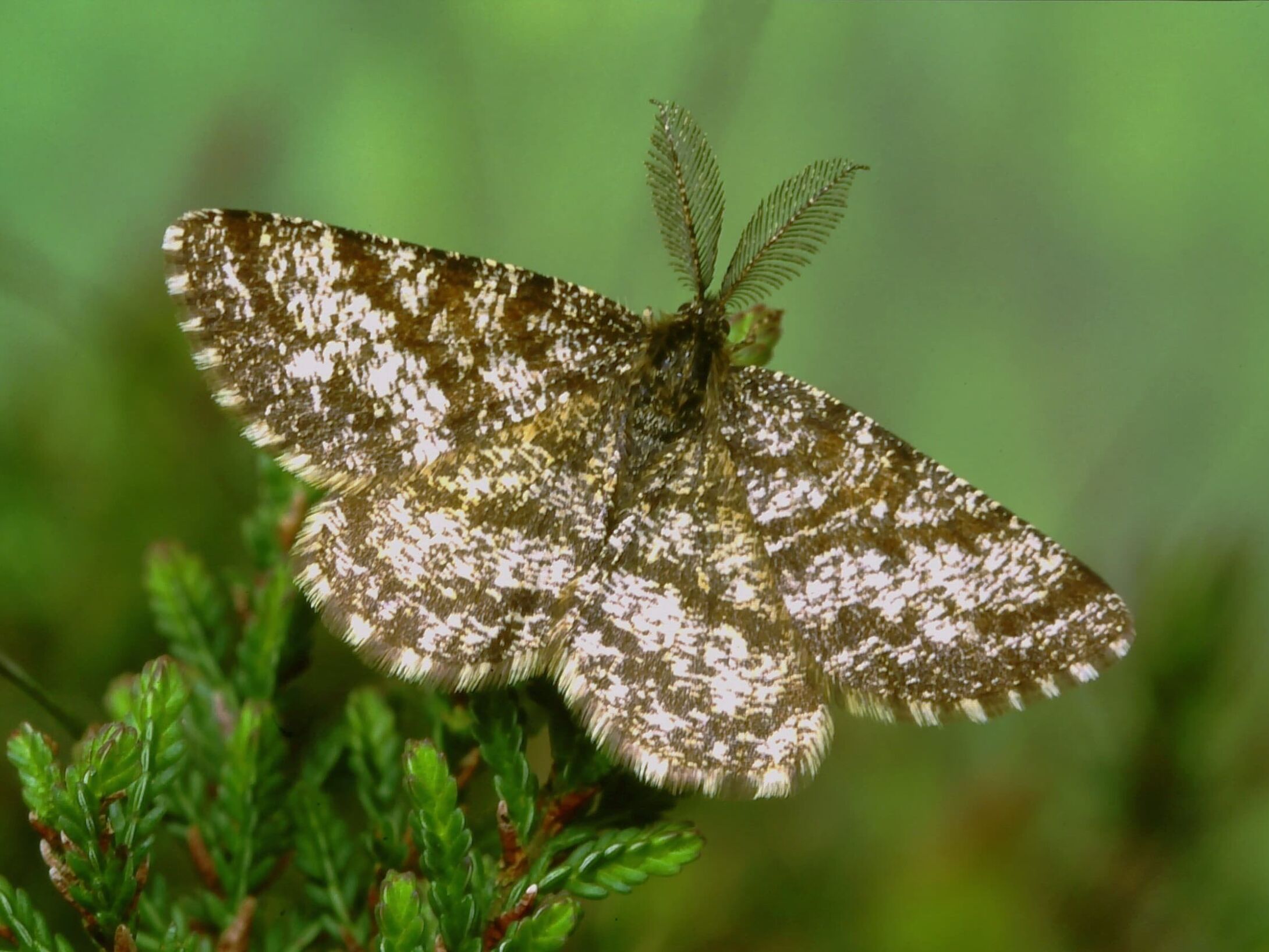 b5-common-heath-male-large-r1