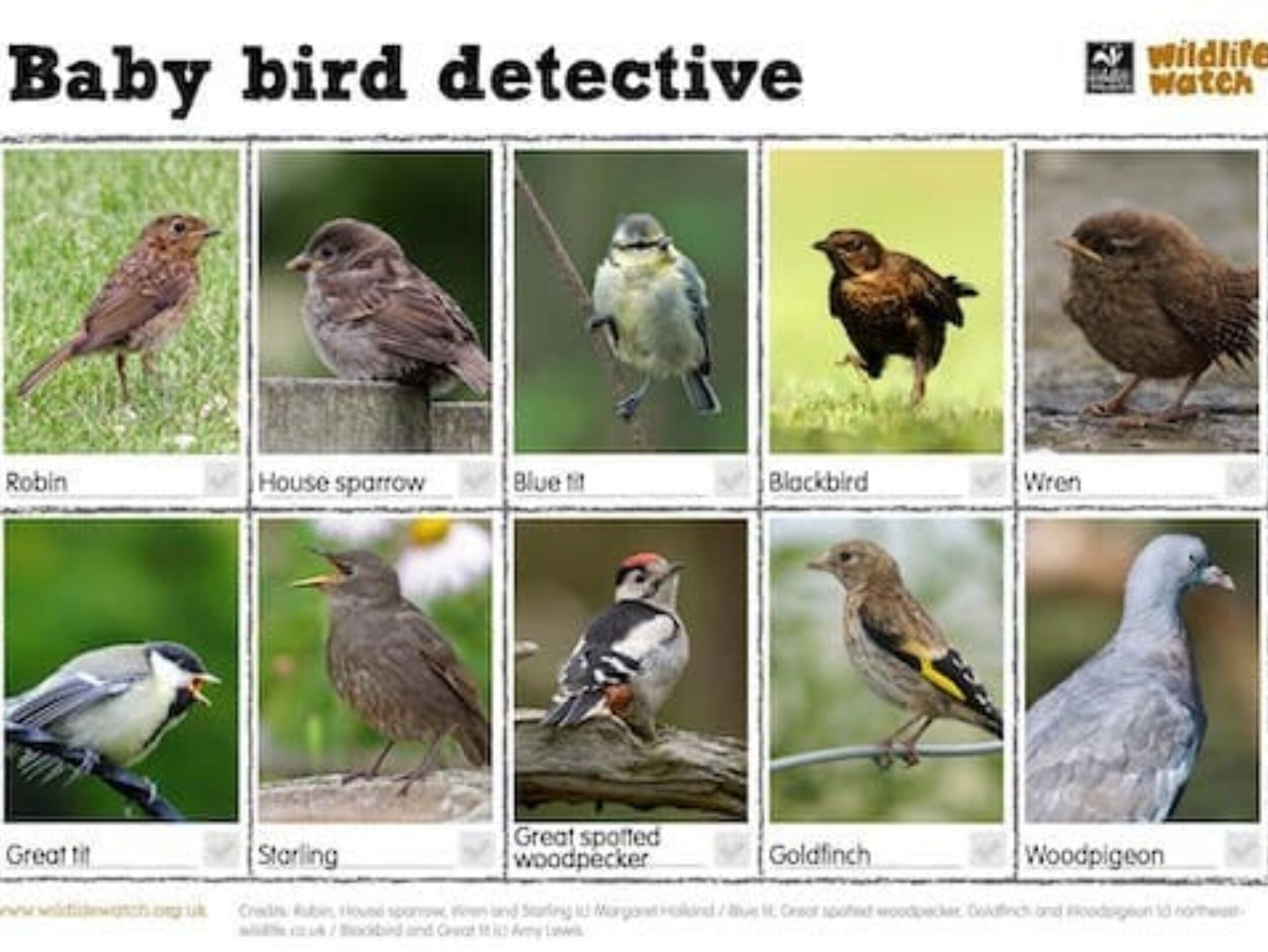 baby-bird-detective-512w-r1-590bd3abf98166a0207bbee839545d4b