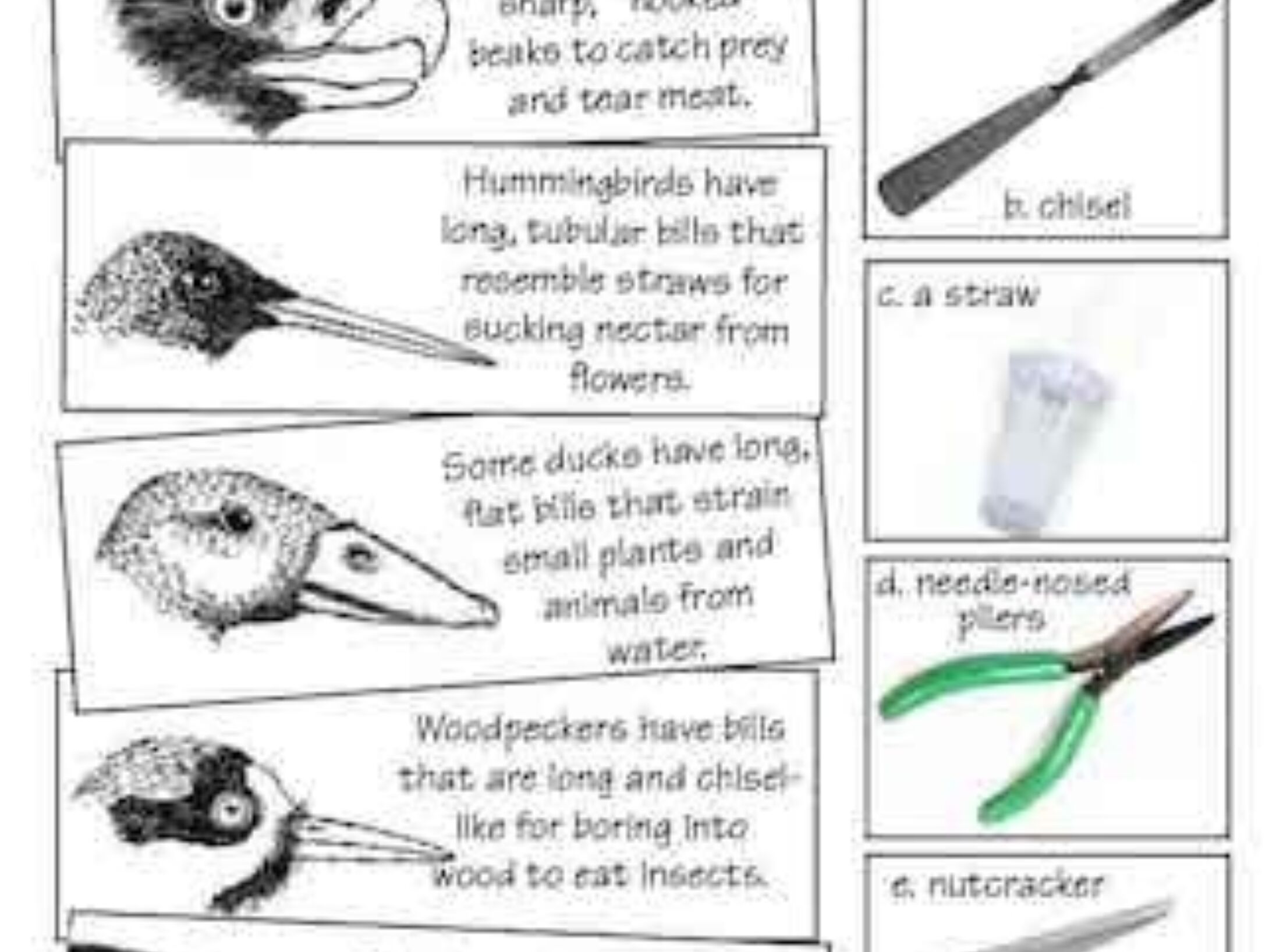 beaks-and-tools-r1-d98fd6f38bdbfc215156074d9ce13f6d