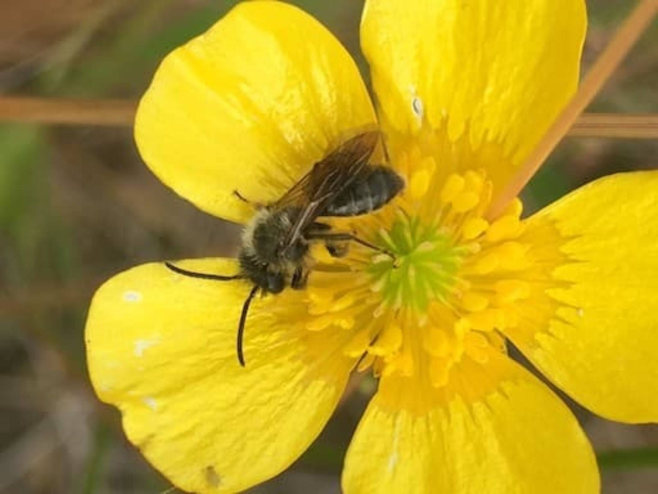 bees-mining-bee-andrena-sp-f7be84d005bea703a2fd3a79e527647f
