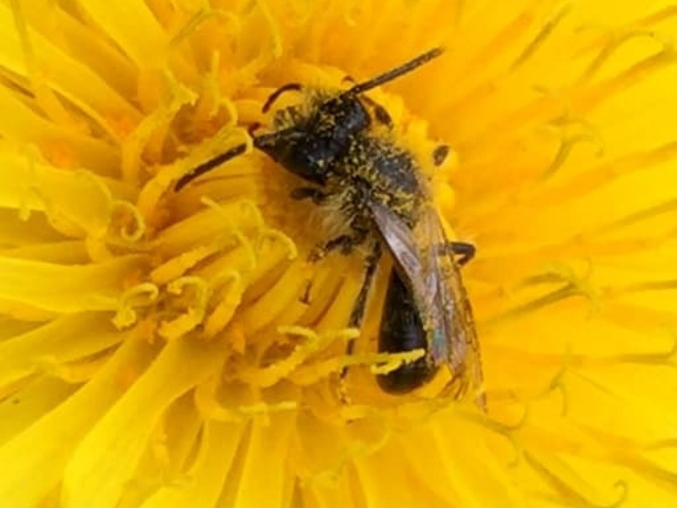 bees-mining-bee-andrena-sp-on-dandelion-44ccd7c2c5253cc7b3b20fac2357e947