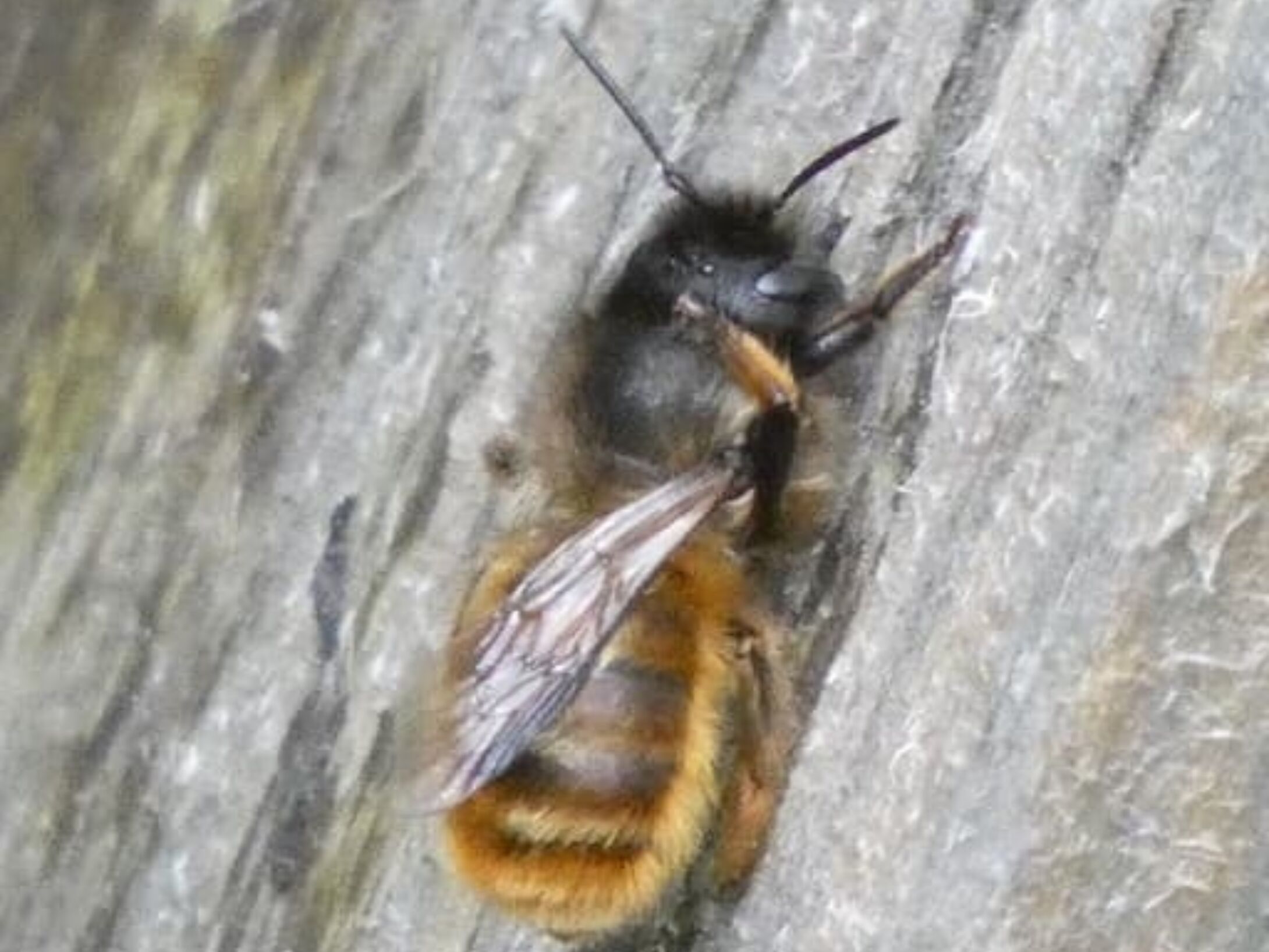 bees-red-mason-bee-de0b3afa66c7a749d58b3d11b52a1583