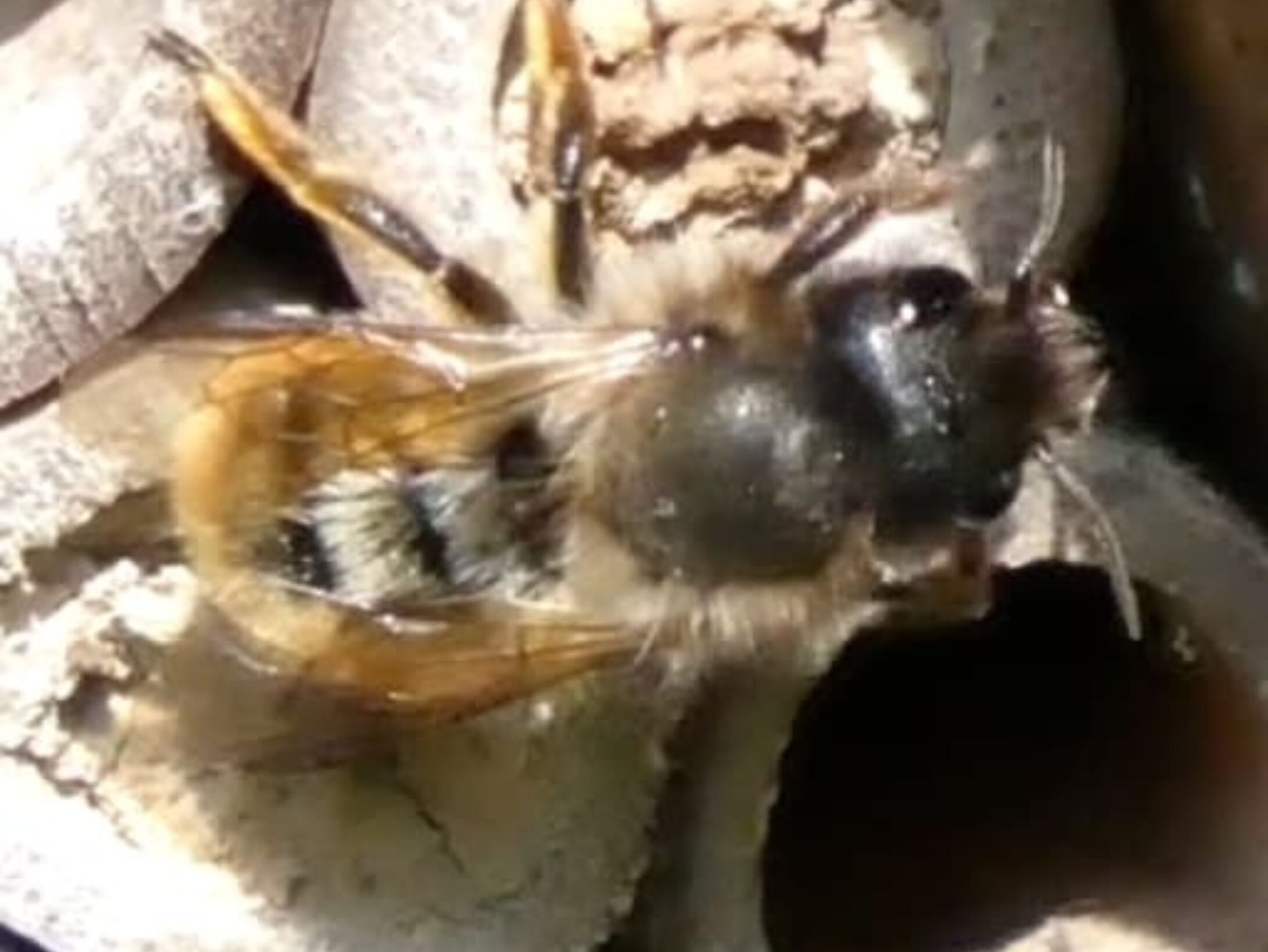 bees-red-mason-bee-on-bee-hotel-4d737936e0f196896783ac78e3ef9bf5