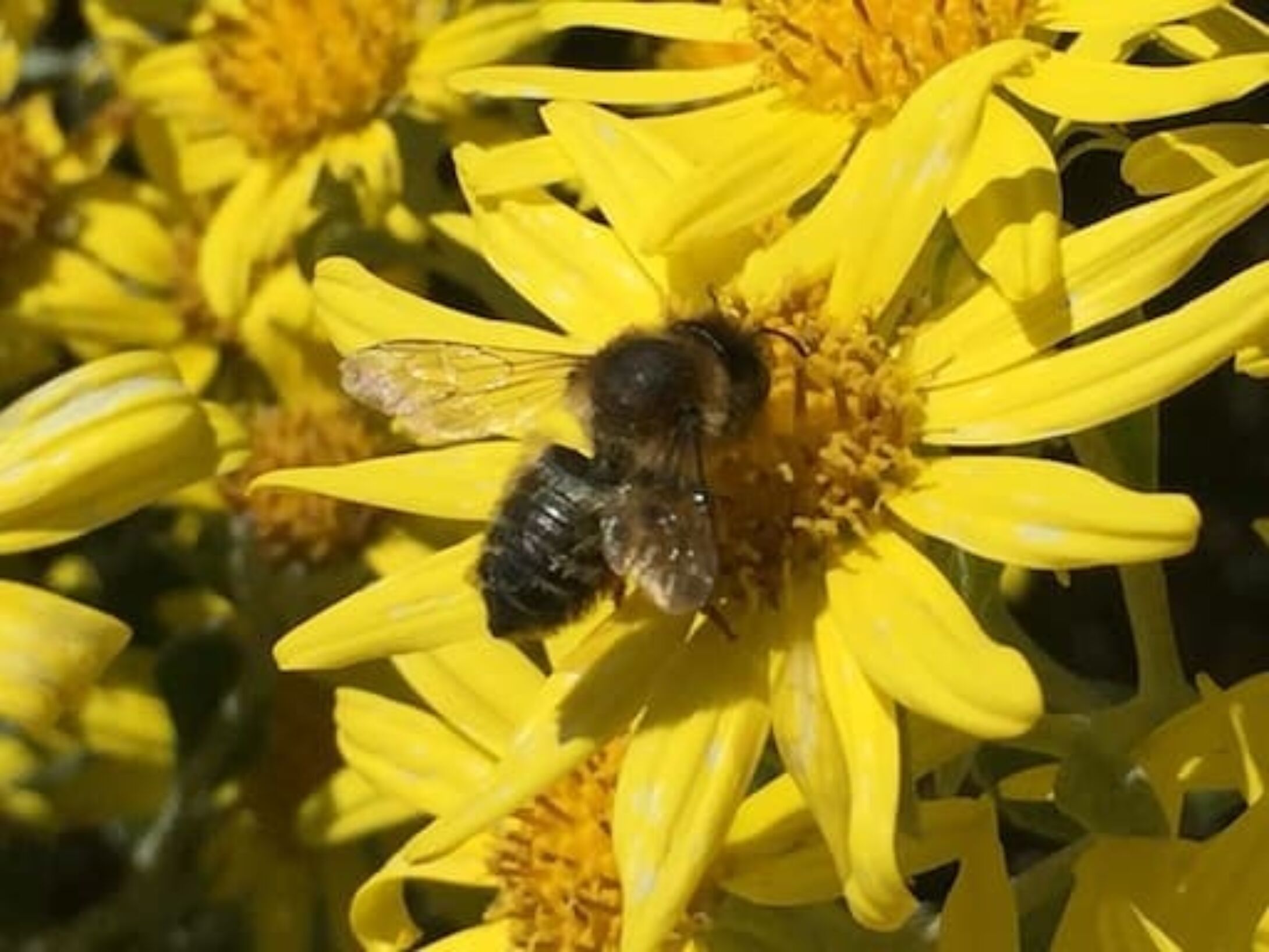 bees-willughby-leafcutter-bee-ab08c45c72f14c813a95bedd714b28c5