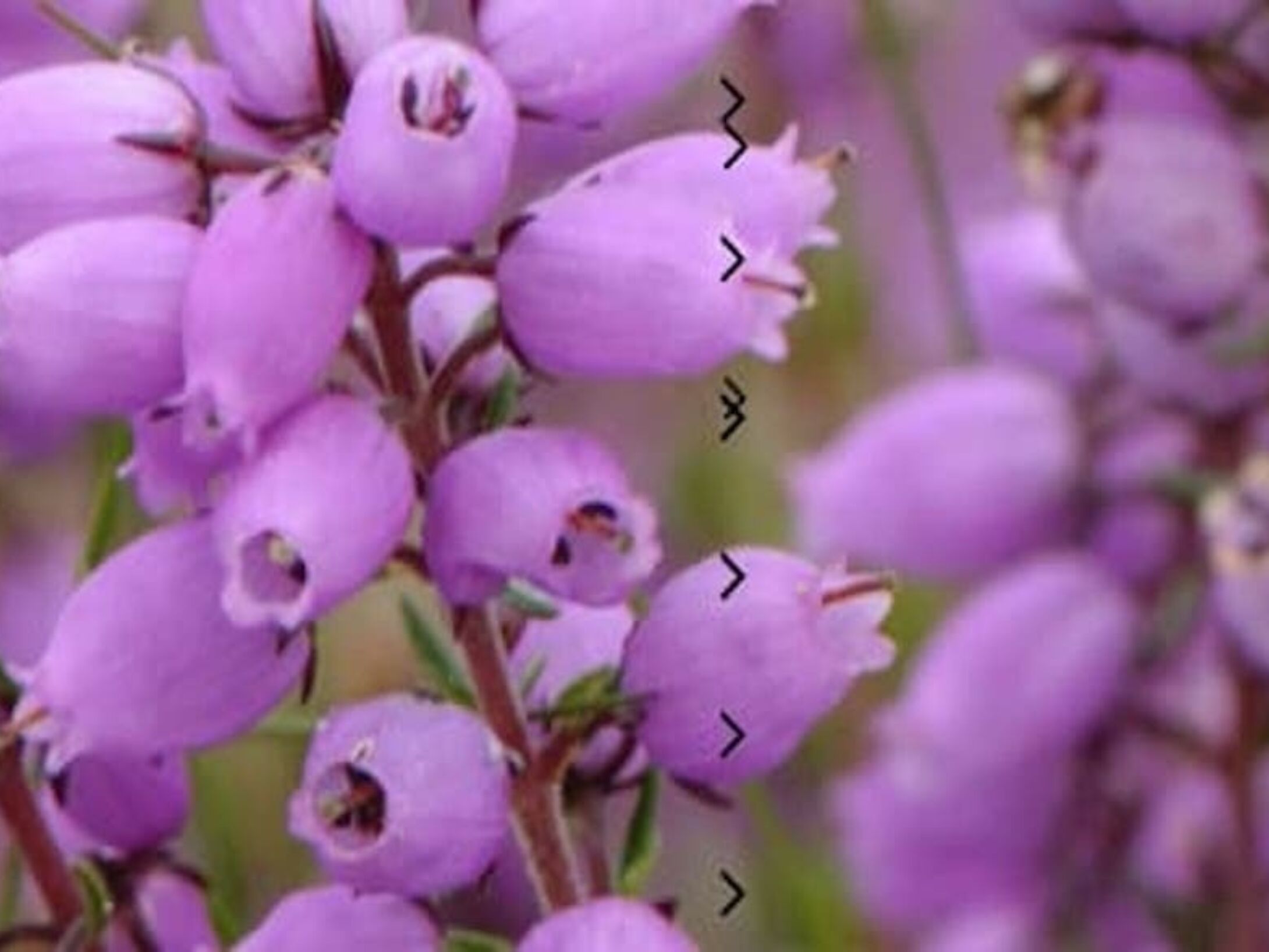 bell-heather-box-r1-02d25dda043fcf531b6fd405fbde44ca
