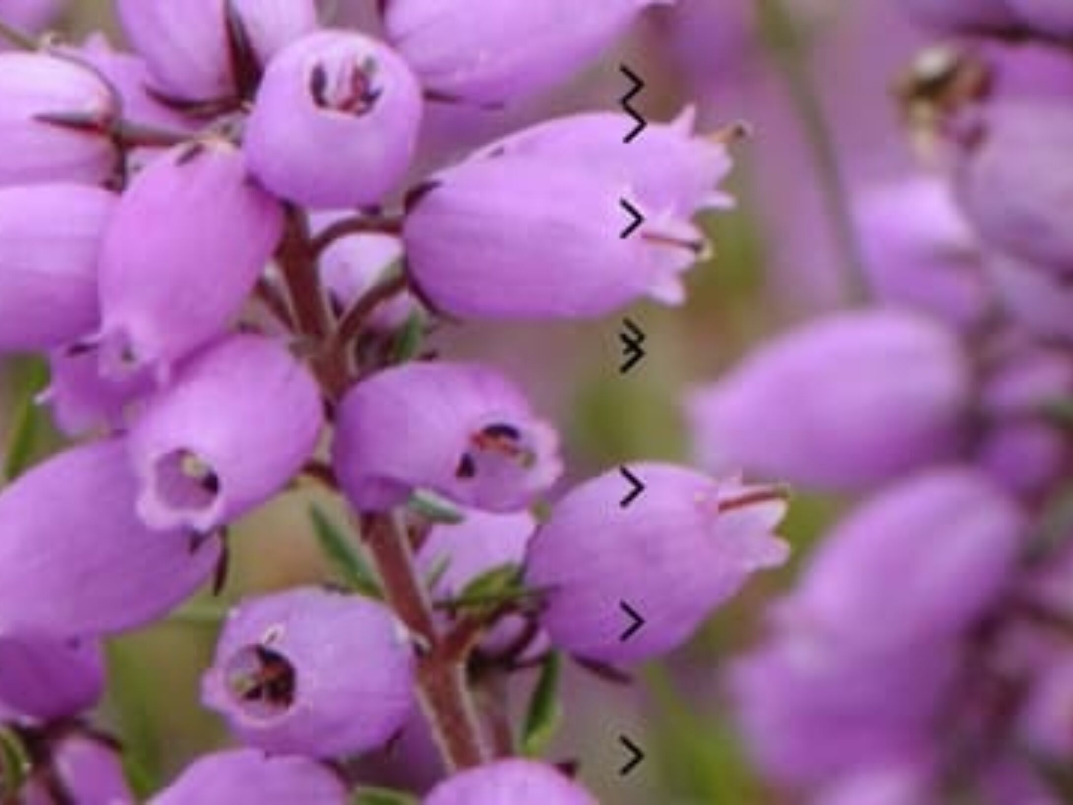 bell-heather-r2-fc5f935041985b239a26de514cc5d195
