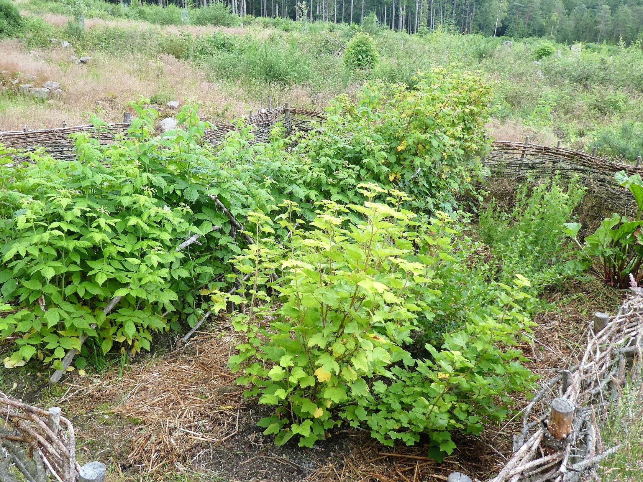 bennachie-gardens-1-large-r1