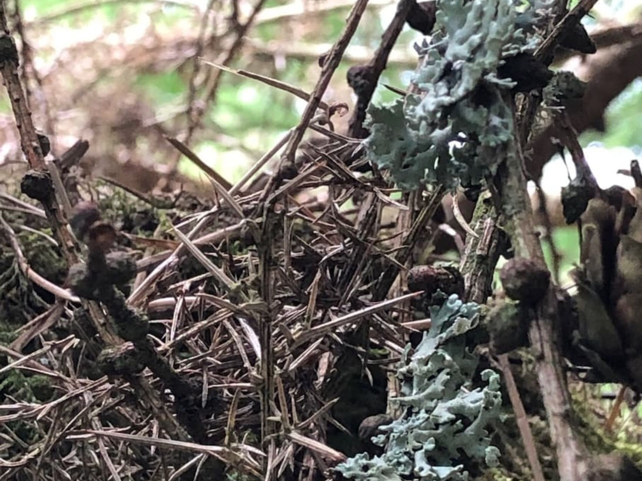 bird-nest-r1-9445c5e1b60e6154b1f86406dcc1ff39