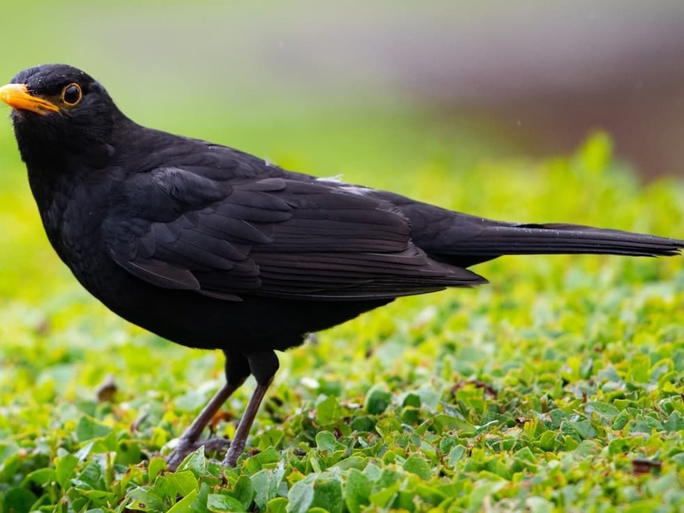 blackbird-r1-3a7c6140d674db2cf921f8c7245639d3