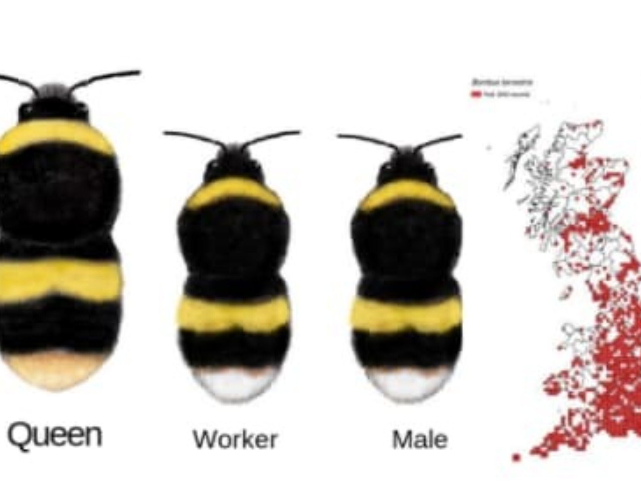 bumbleebee-id-guide-r1-4989293c77bc6af050cc2365aa7e615e