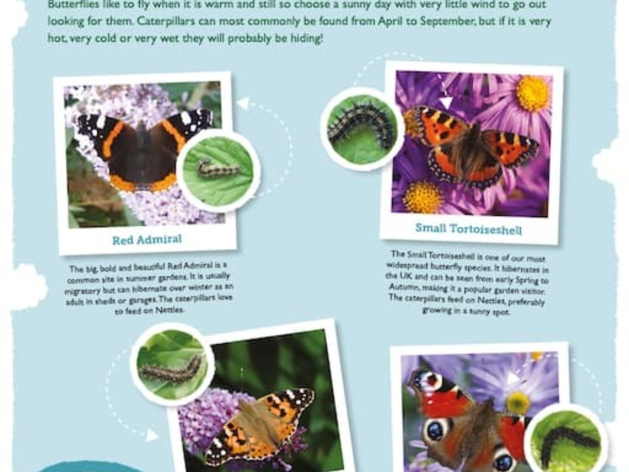 butterflies-and-caterpillars-scotland-r1-5e617ad0a8caa9617b97ccf22fe68a07