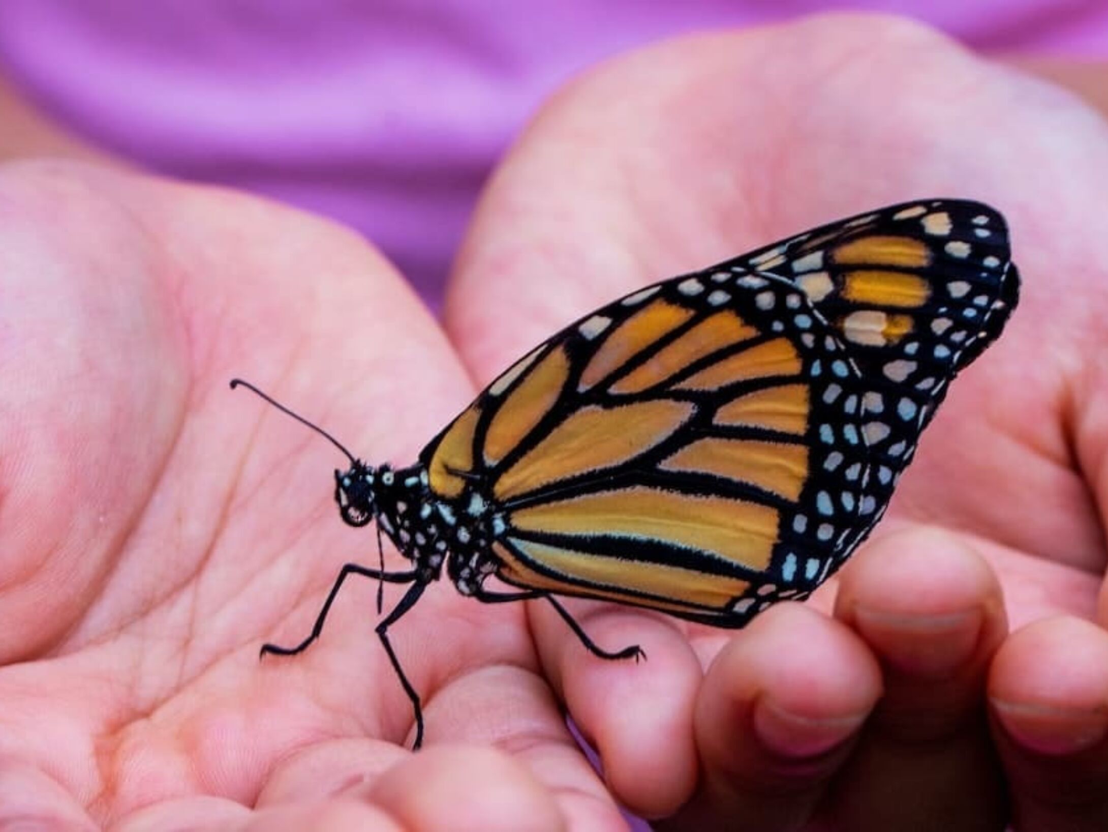 butterfly-in-hands-r1-63ab06b220465700c3499e1651430df4