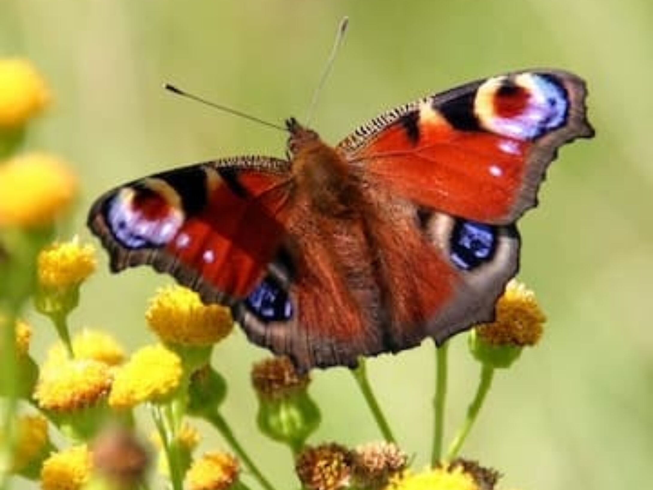 butterfly-red-r1-8579dbb6405c8ec7e6a1fd208ae0d4bf