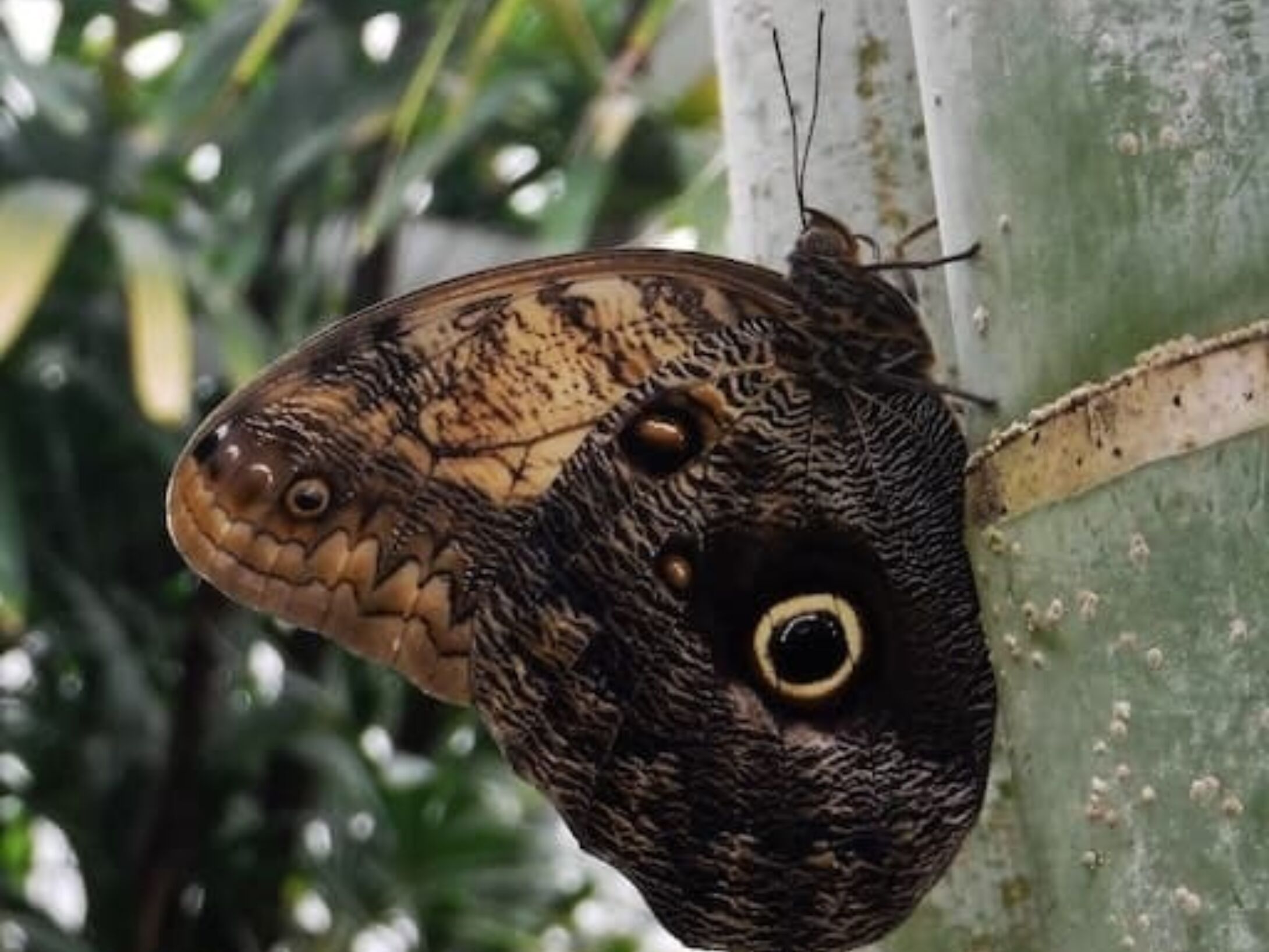 butterfly-w512-r1-9d4444effb525dab8f6dbba8d9722e8f