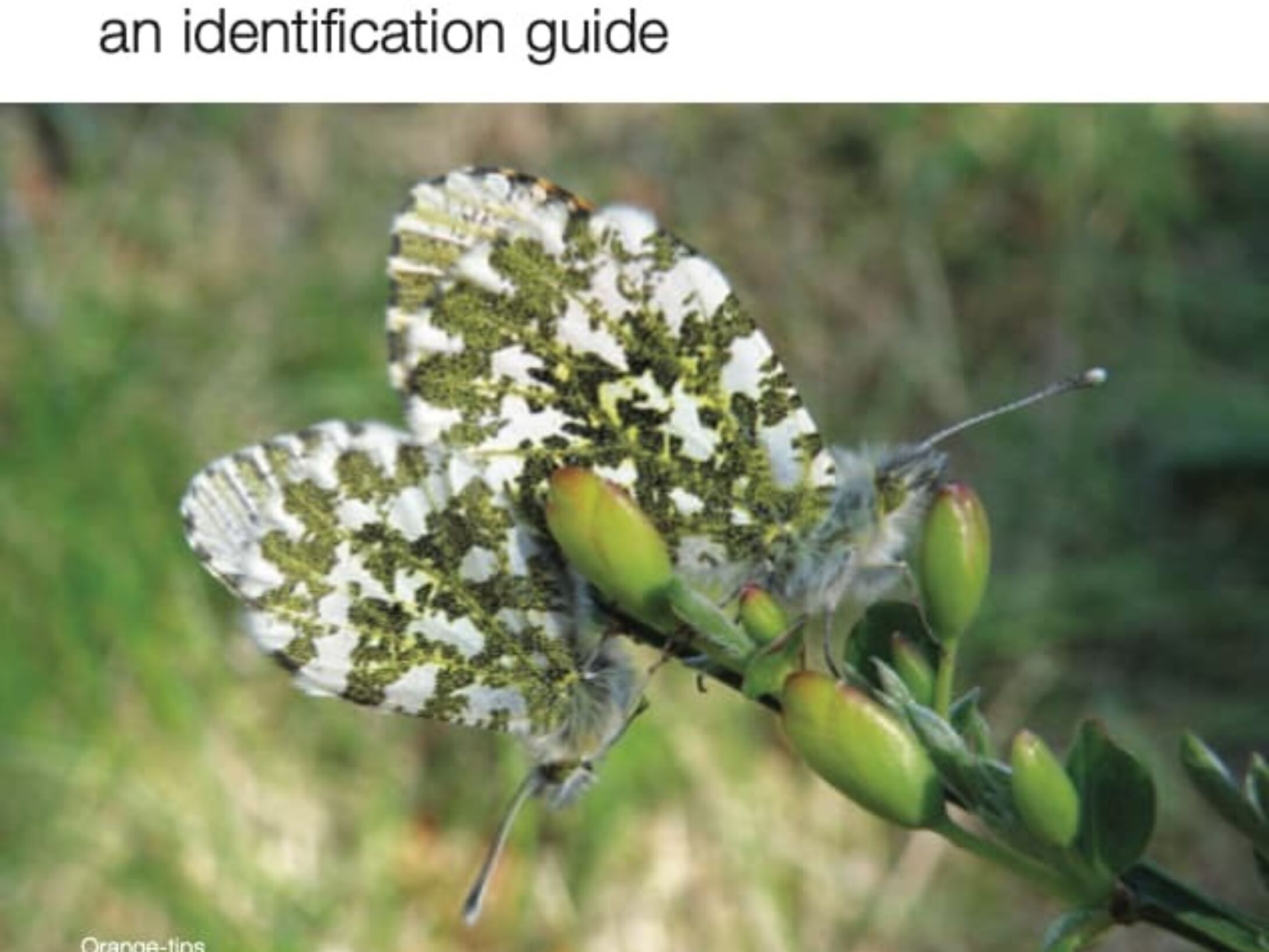 butterlies-in-north-east-scotland-r1-c18e7db3eea7b3150a90e90538577fc8