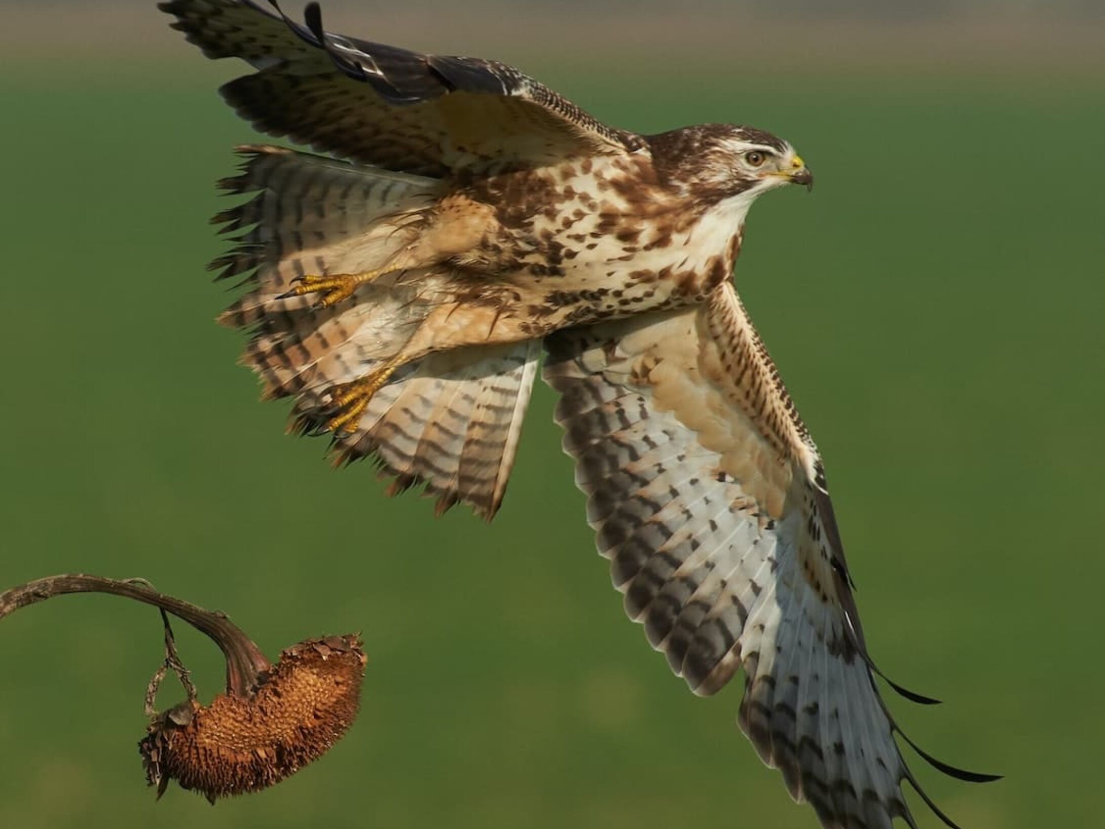 buzzard-r1-241f6105b169b57966e6ead20b054e30