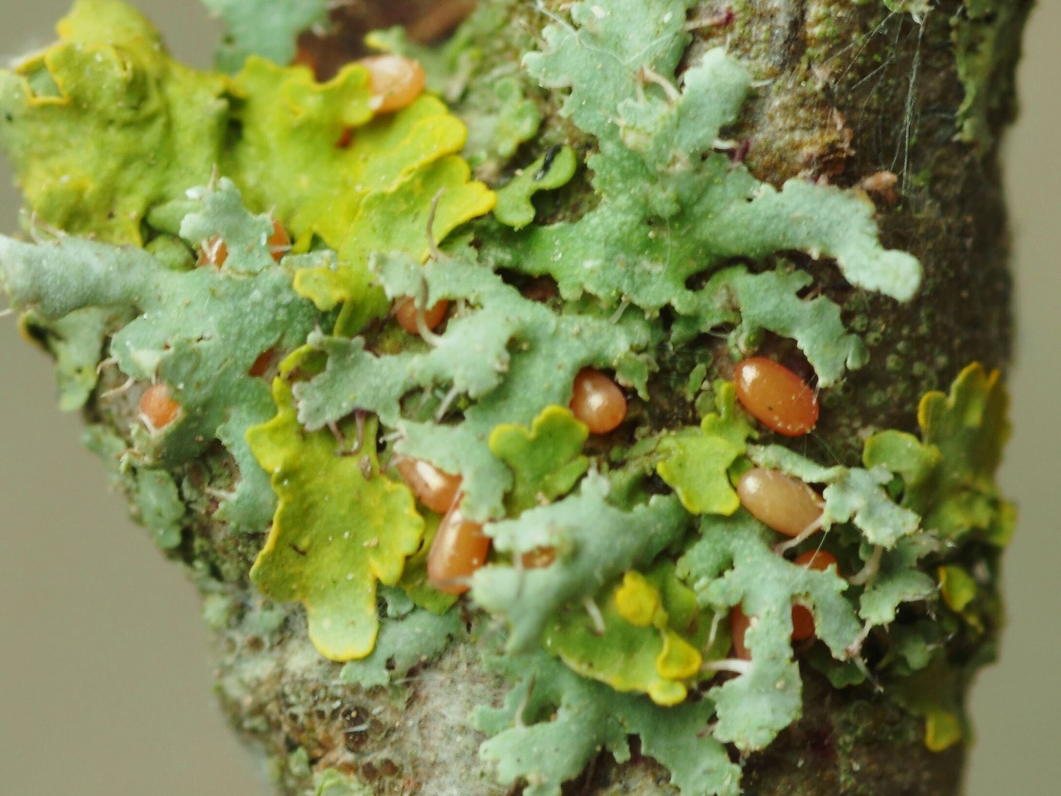 c1-small-egg-cluster-probable-november-moth-large-r1