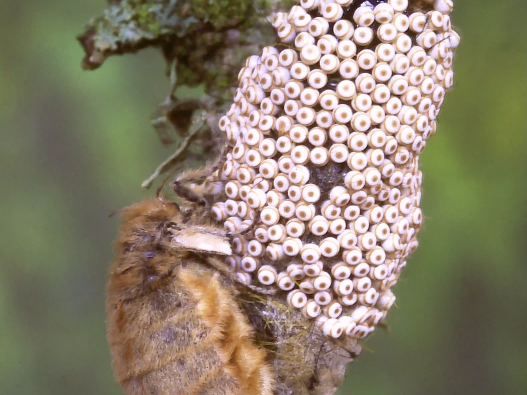 c2-large-egg-cluster-and-flightless-female-vapourer-large-r1