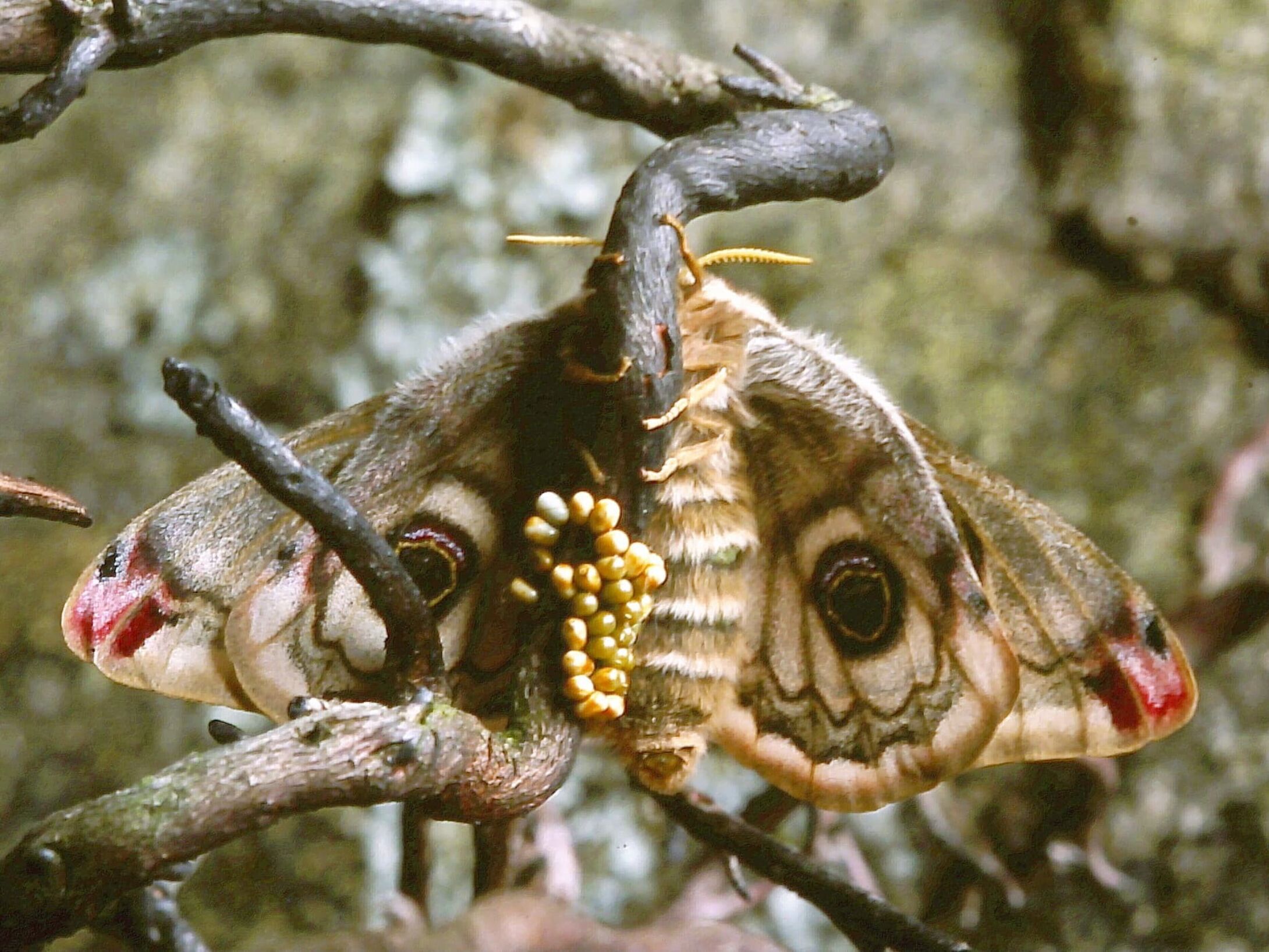 c3a-emperor-moth-female-egg-laying-large-r1