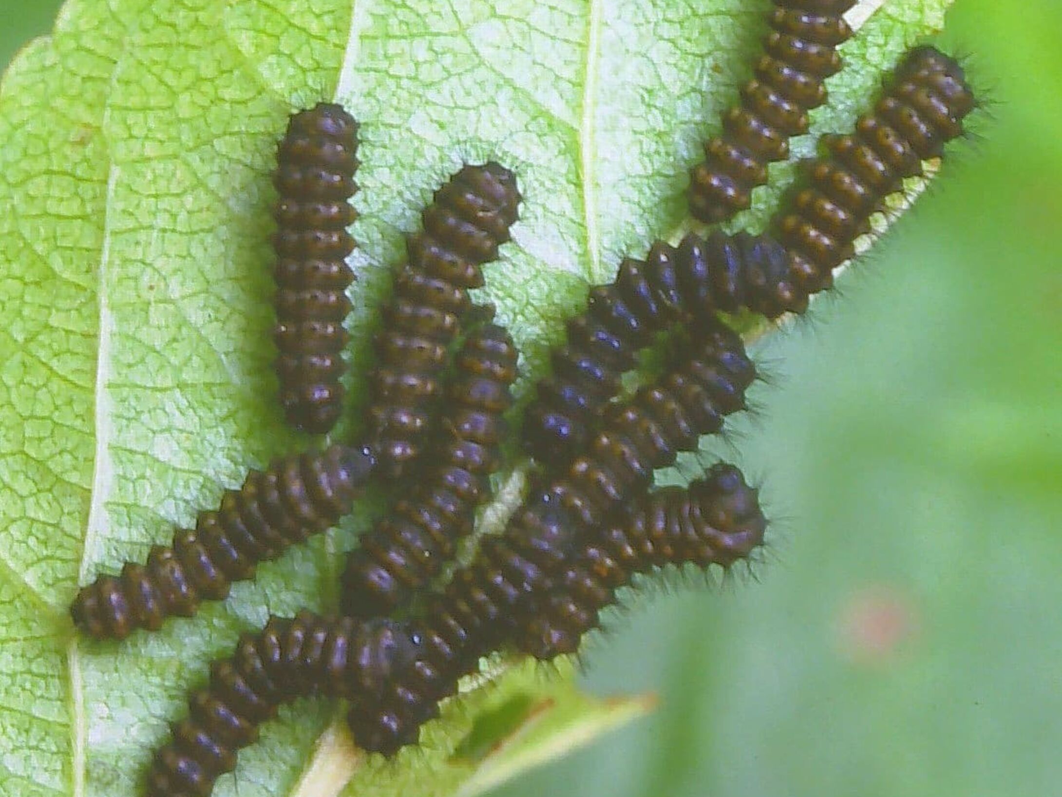 c3b-emperor-moth-caterpillar-large-r1