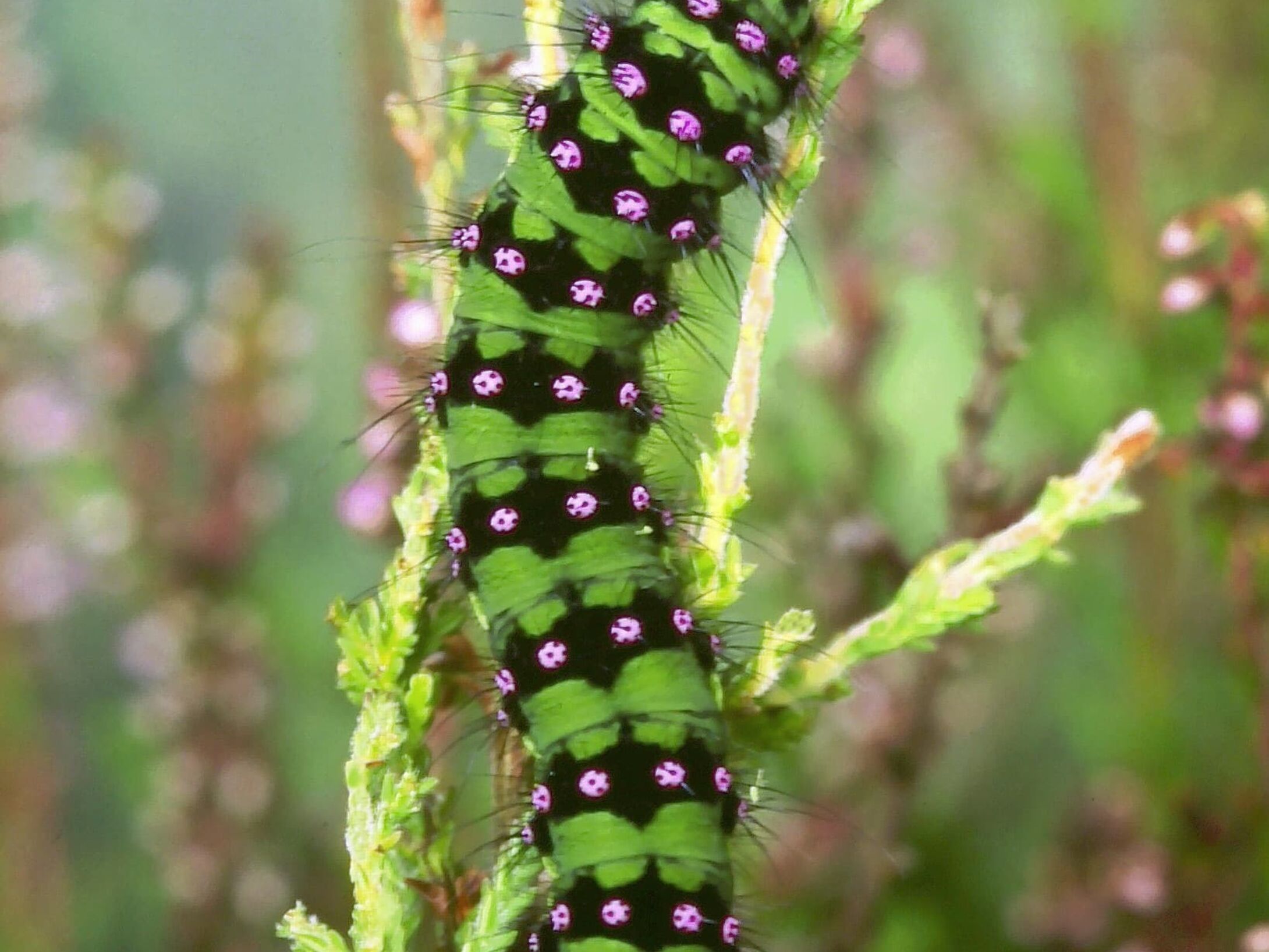 c3d-emperor-moth-caterpillar-final-instar-large-r1