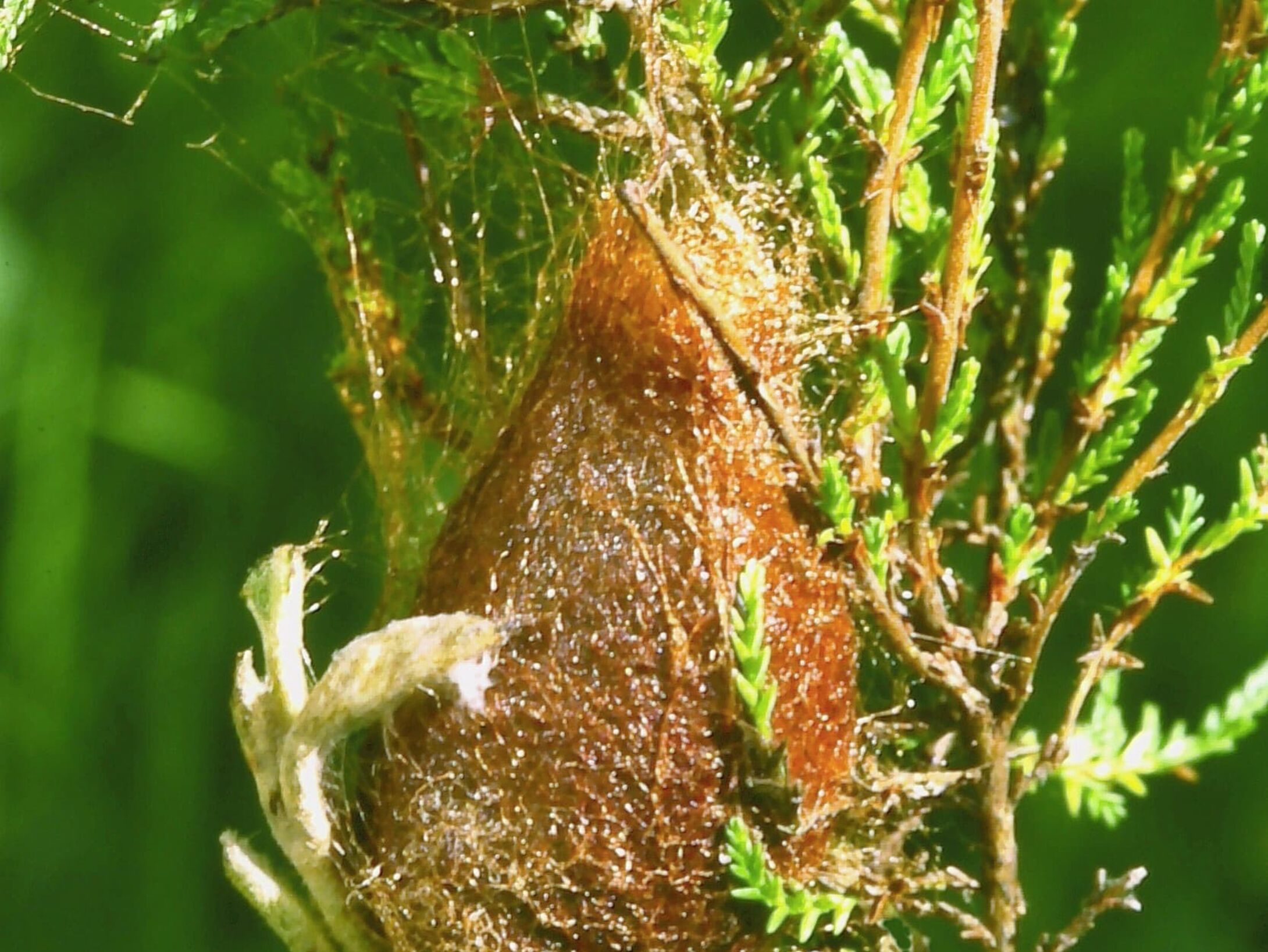 c3e-emperor-moth-cocoon-large-r1