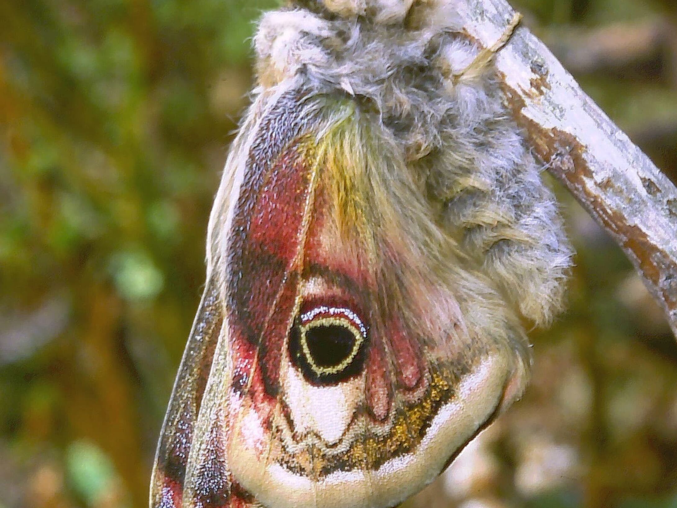 c3f-emperor-moth-male-large-r1