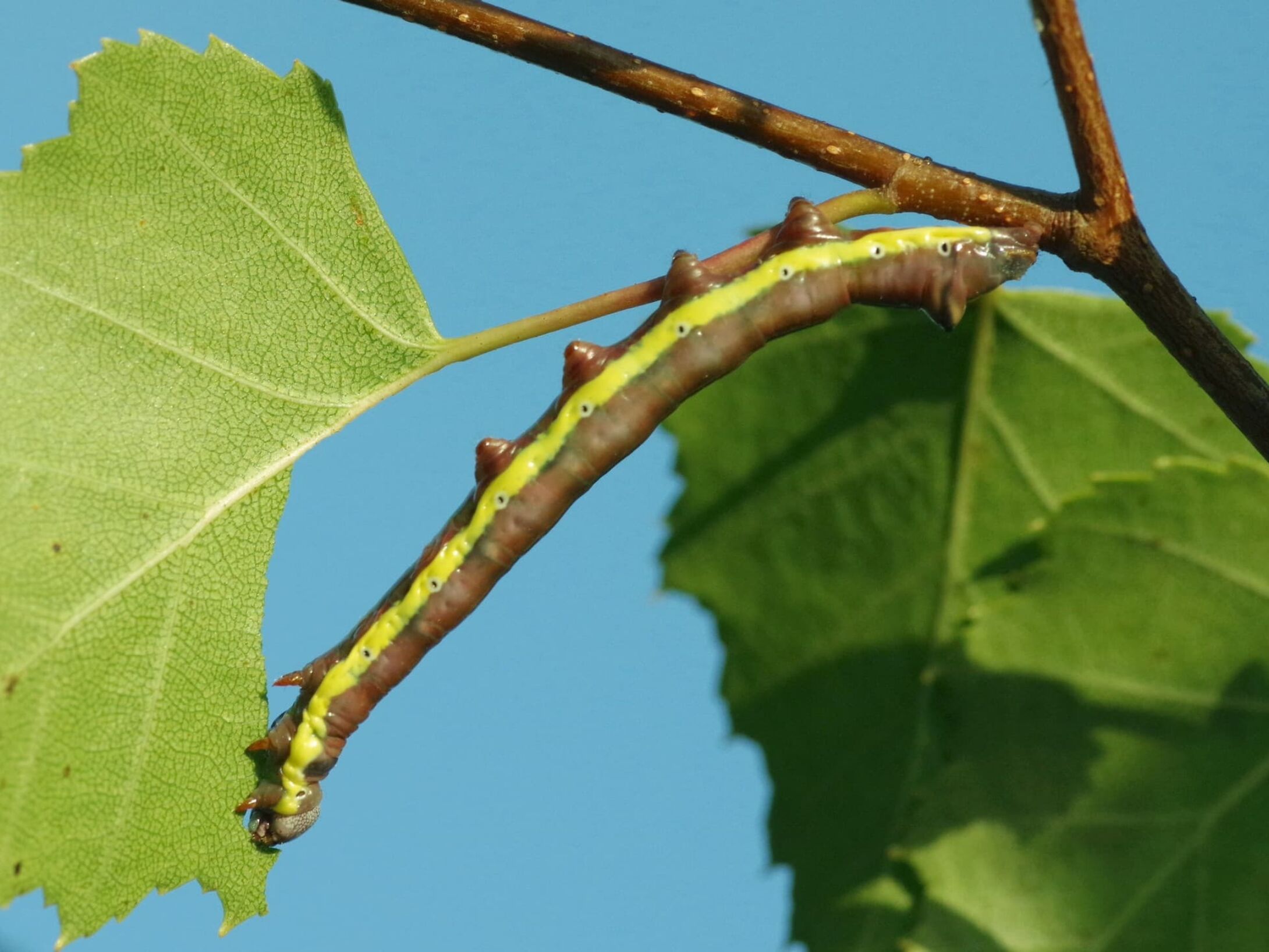 d1-lesser-swallow-rominent-caterpillar-feeding-large-r1