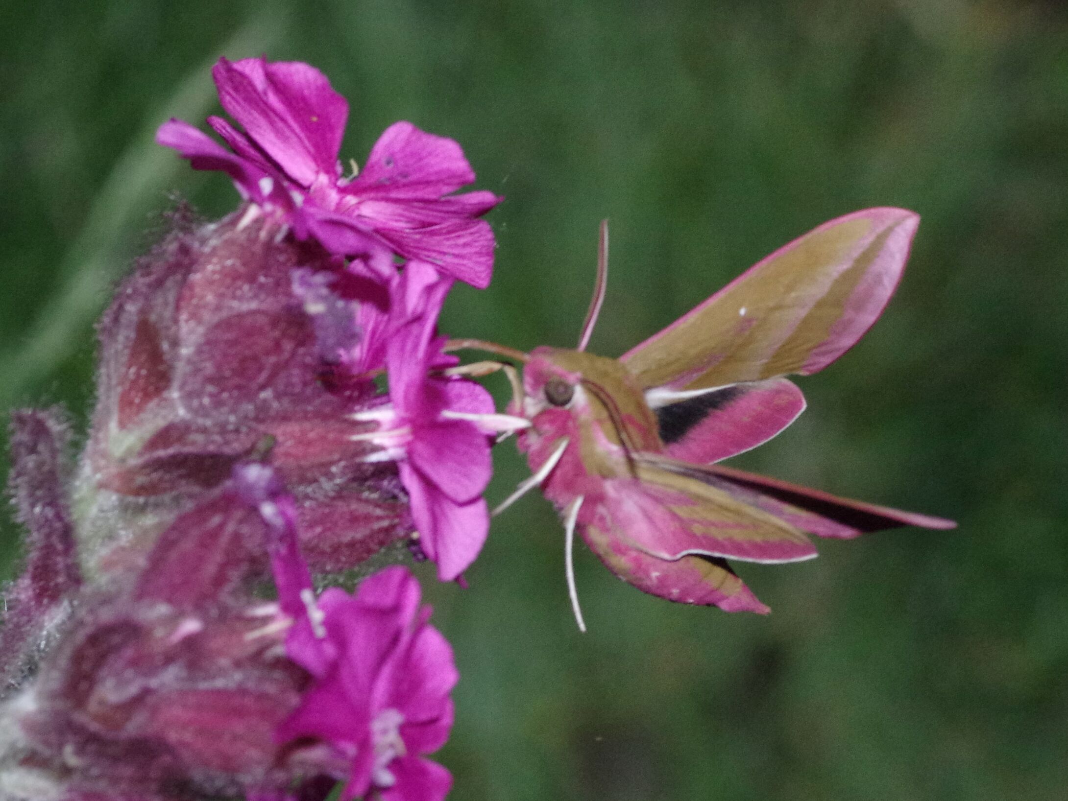d2-elephan-hawk-moth-nectaring-large-r1
