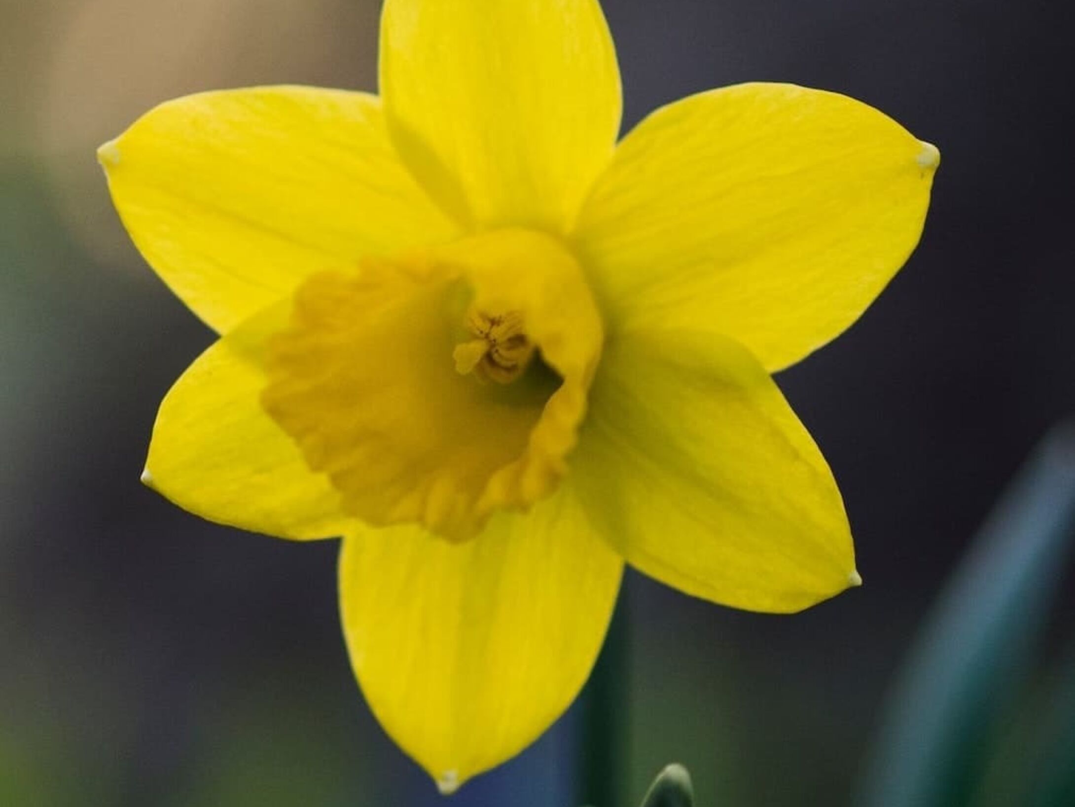 daffodil-r2-2d226c628ee233d1fa9424ea7486803a