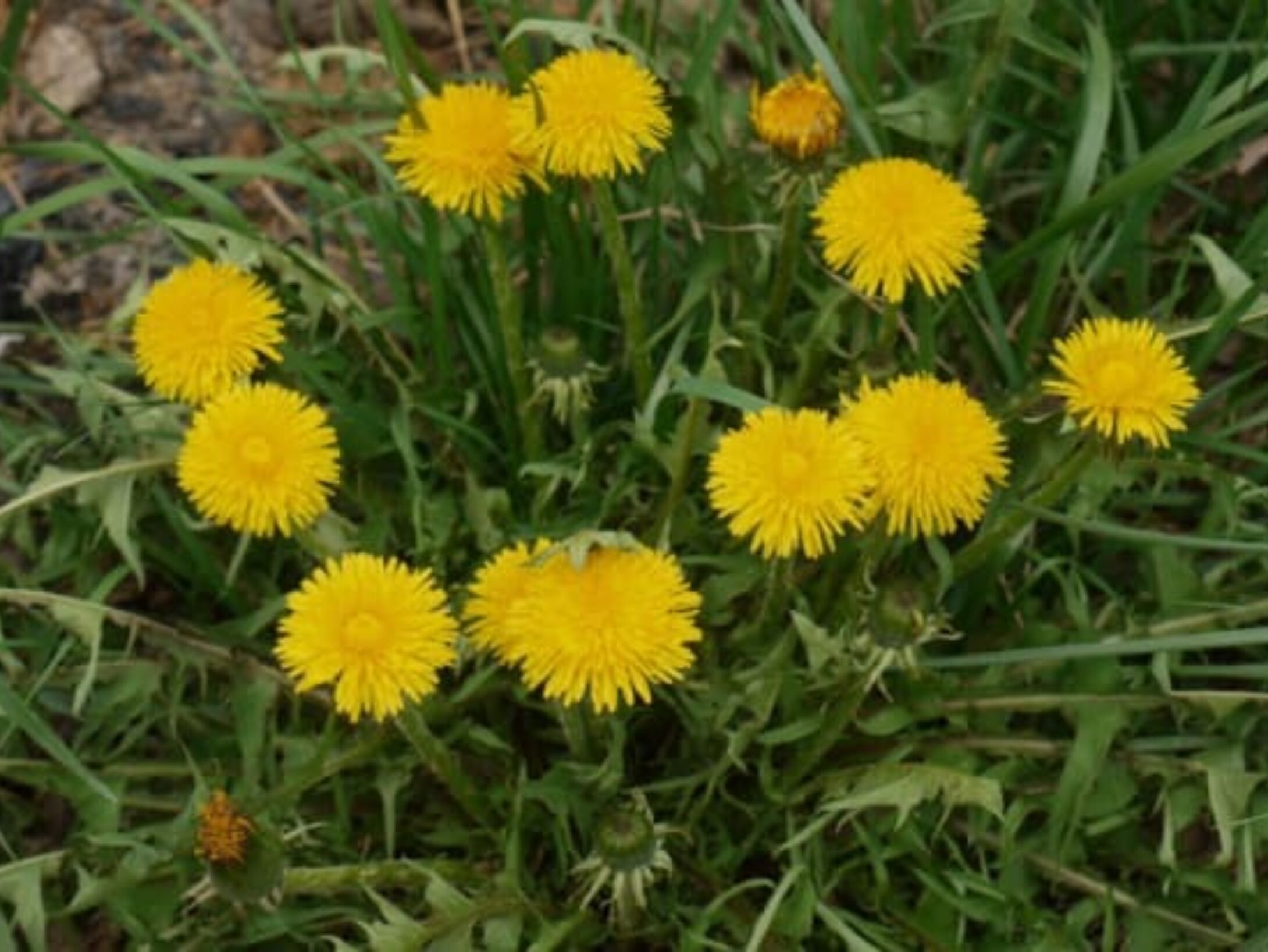 dandelion-r1-2ea829b65a36a38cb9b032d665193af5