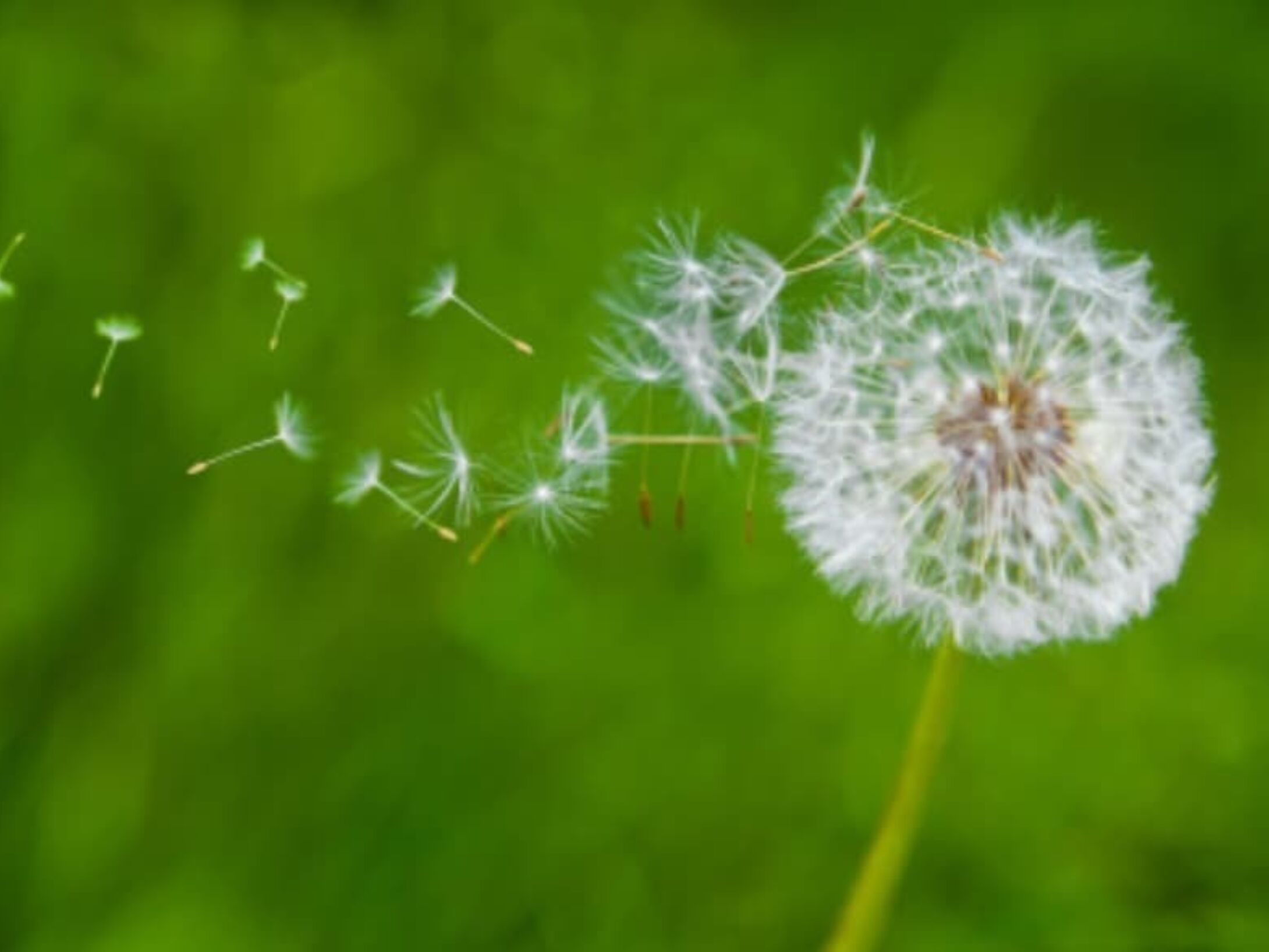 dandelion-seeds-box-r1-6e87752df71bcd83616c0d97dc2994df