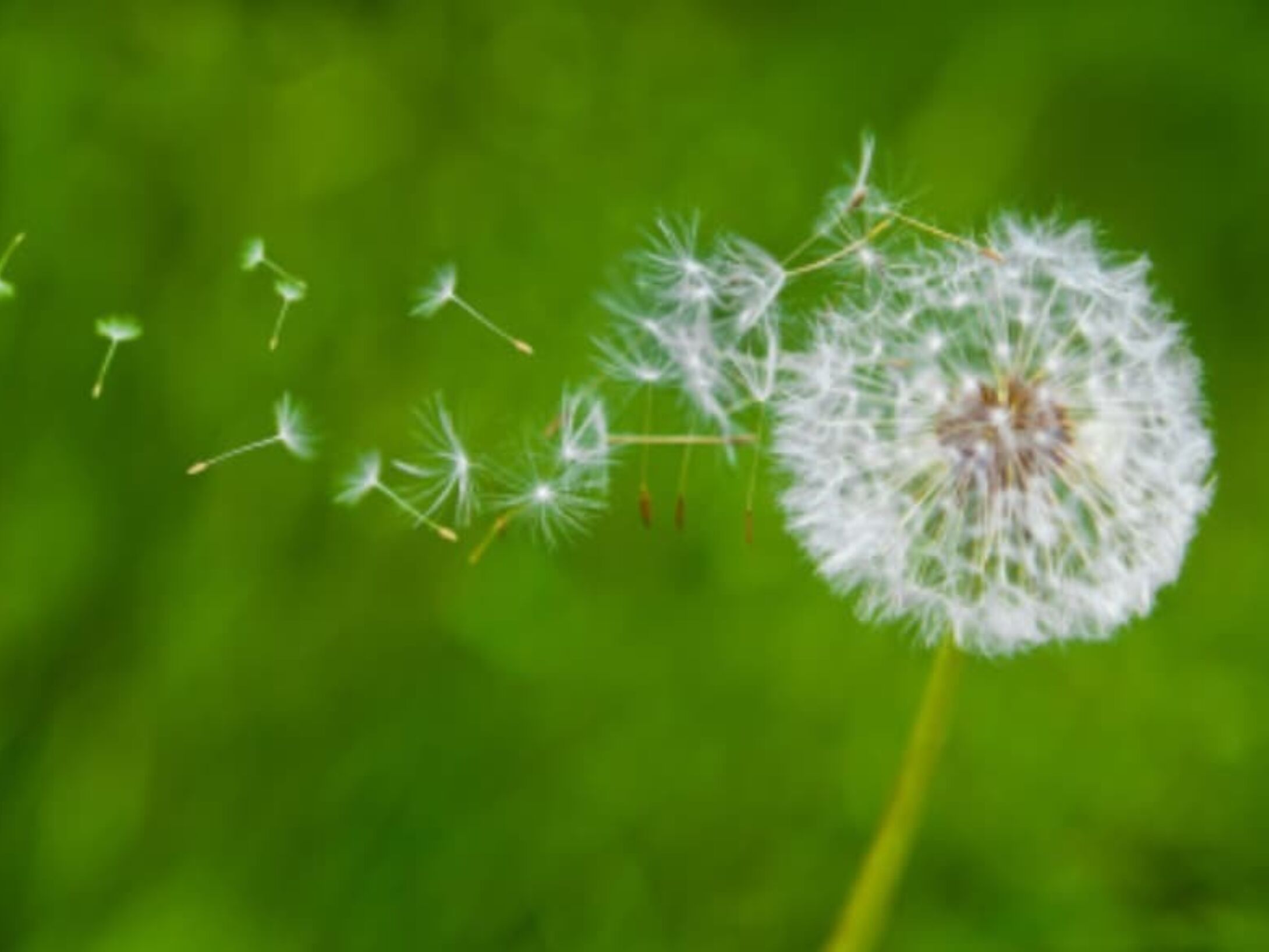 dandelion-seeds-r1-d8515a9948071bf066afe4ebf2039cf8
