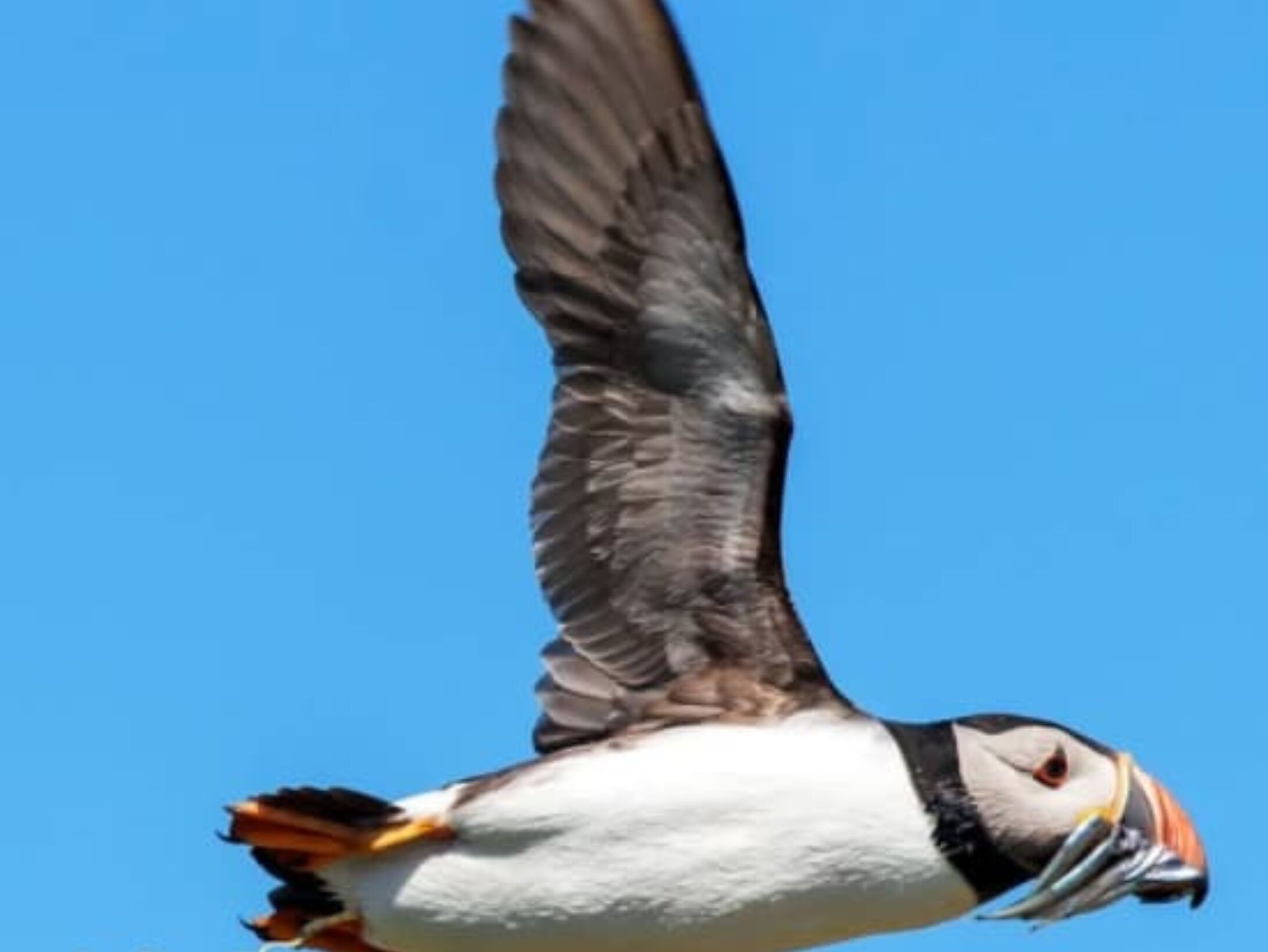 do-birds-pee-r1-7145d41a60c91fb632bb09eadd6f10b4