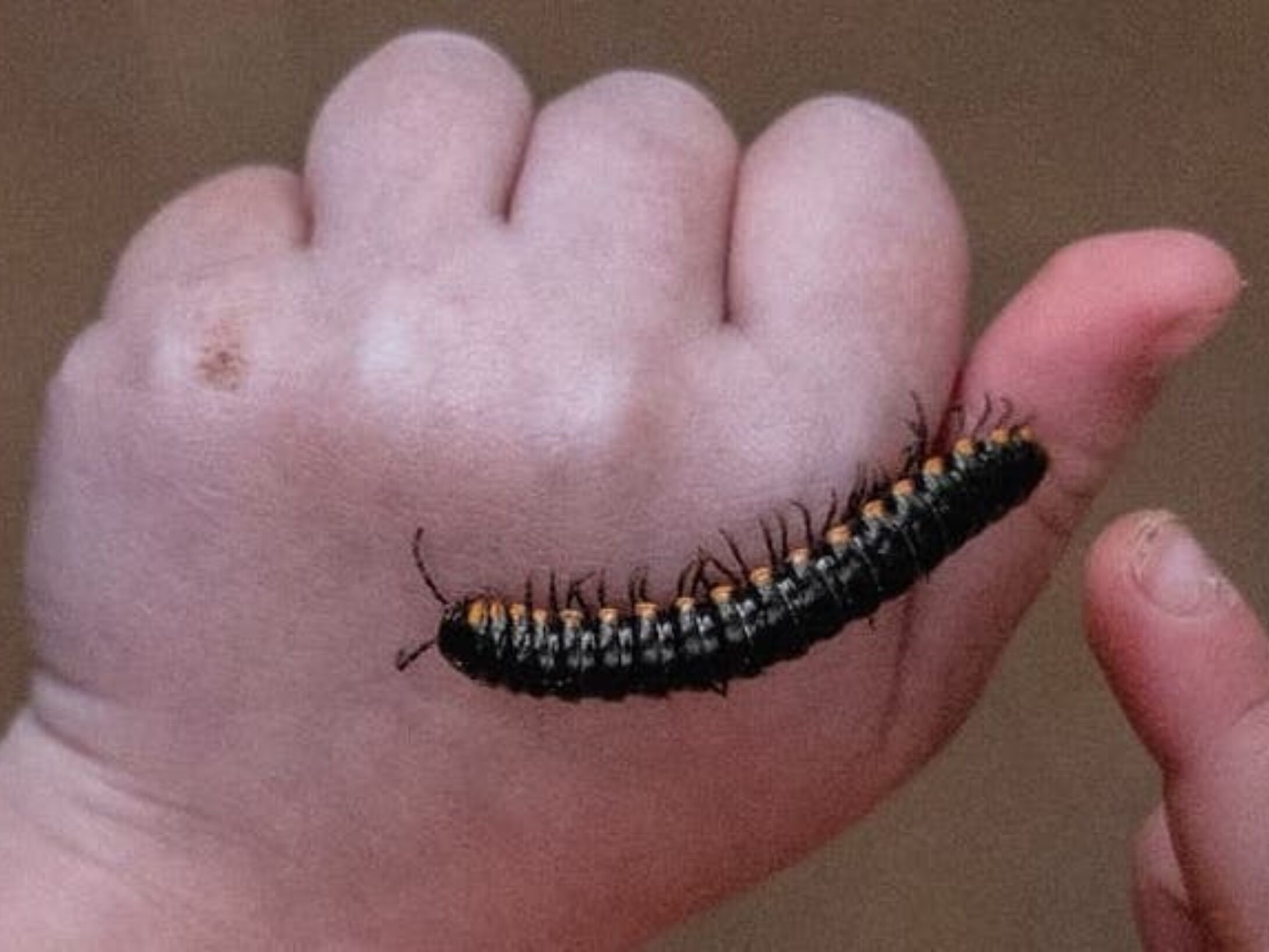 dsc-creepy-crawlies-week-r1-d9e036176c6960a394a074c7cc7e1cfc